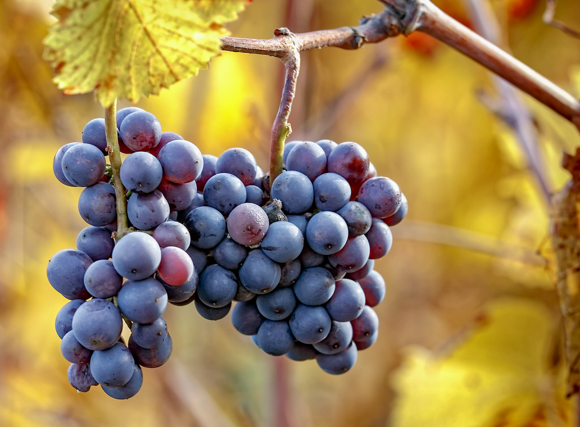 Reife Spätburgunder Trauben mit herbstlichen Weinblättern