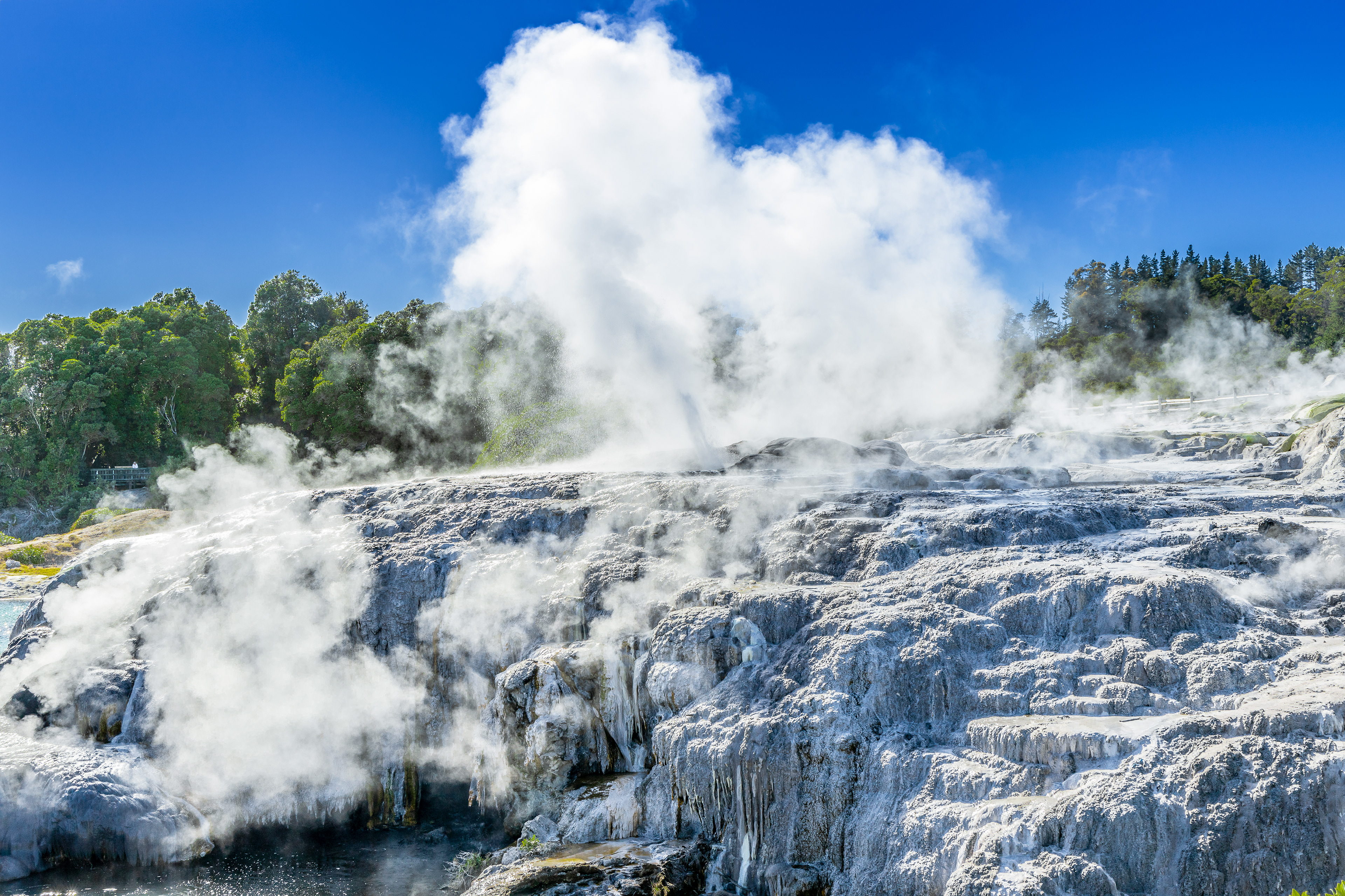 Pohutu Geyser in the Te Puia Thermal Park  