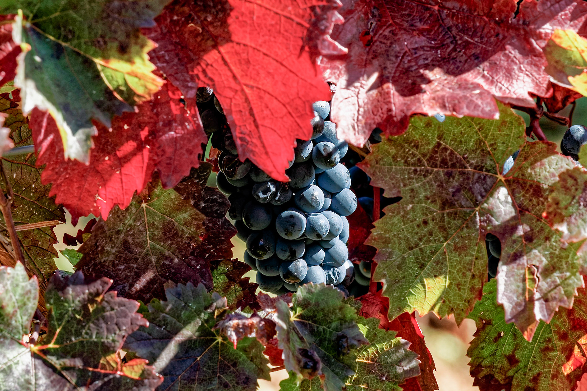 Reife Spätburgunder Trauben mit herbstlichen Weinblättern