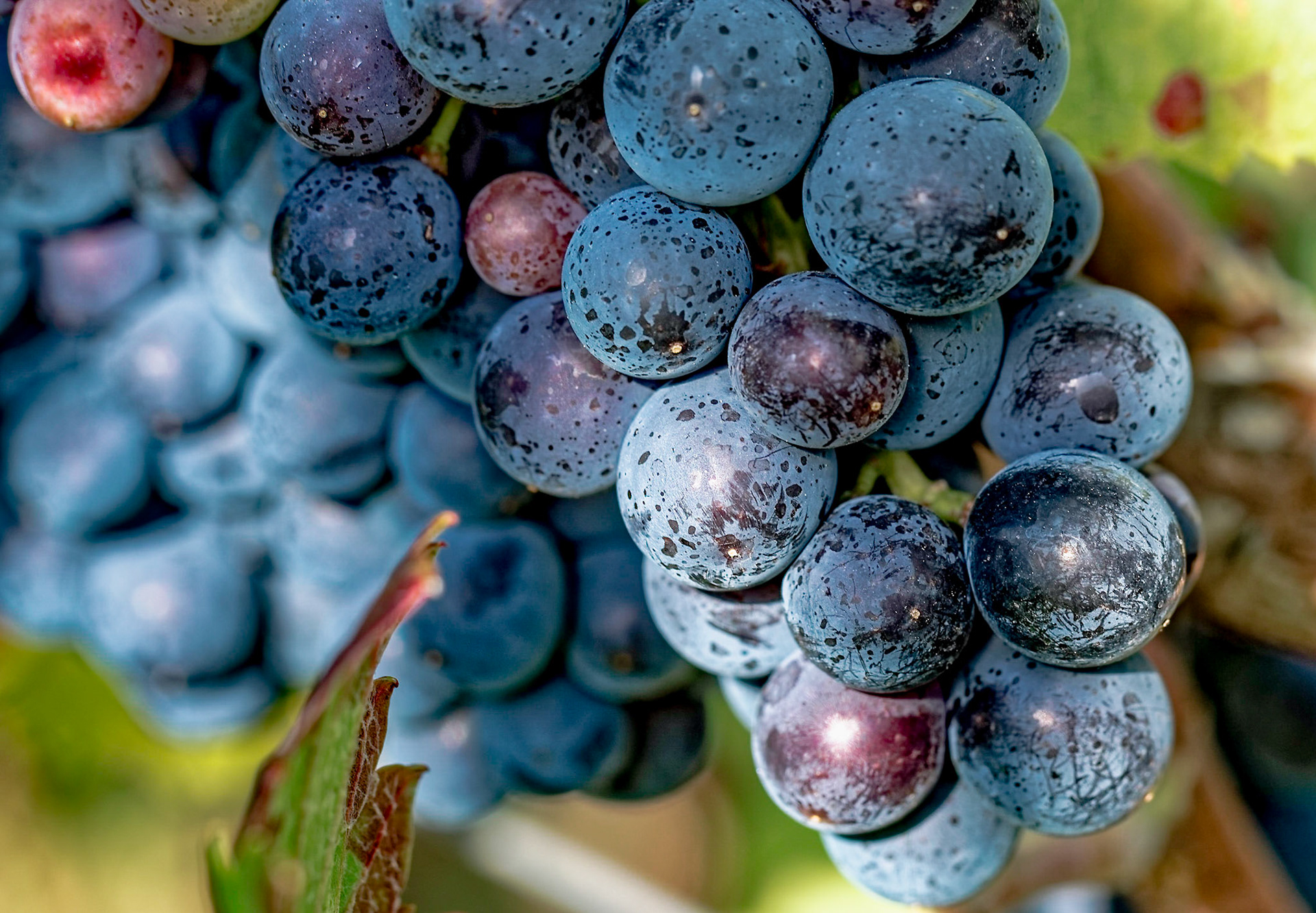 Reife Spätburgunder Trauben mit herbstlichen Weinblättern