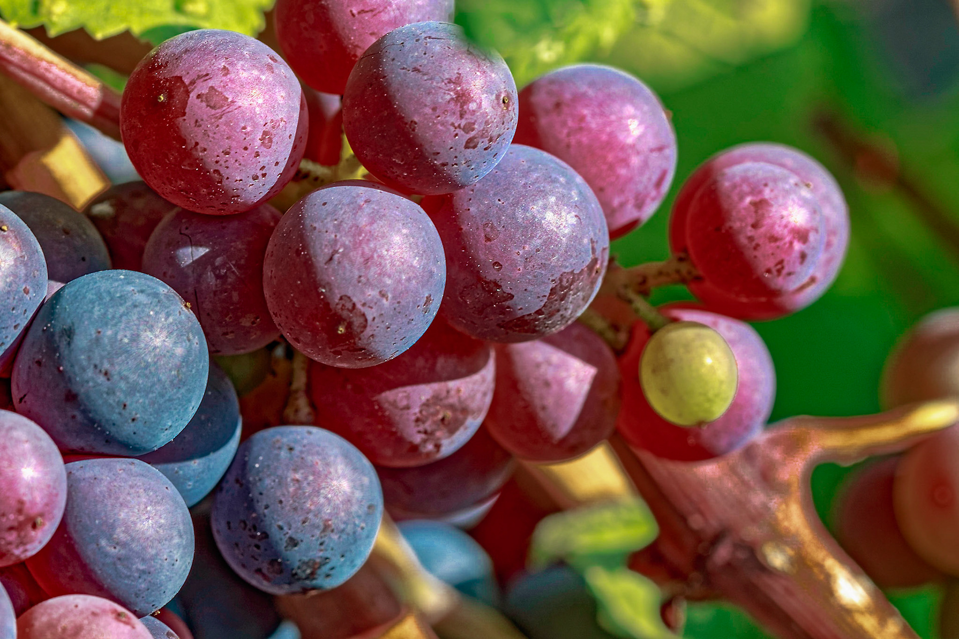 Reife Spätburgunder Trauben