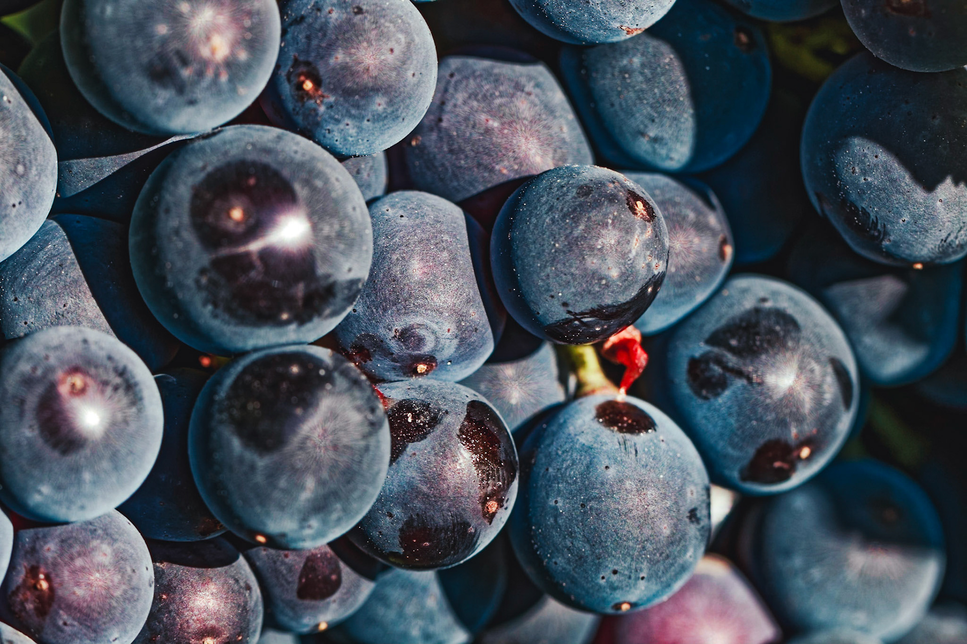 Reife Spätburgunder Trauben