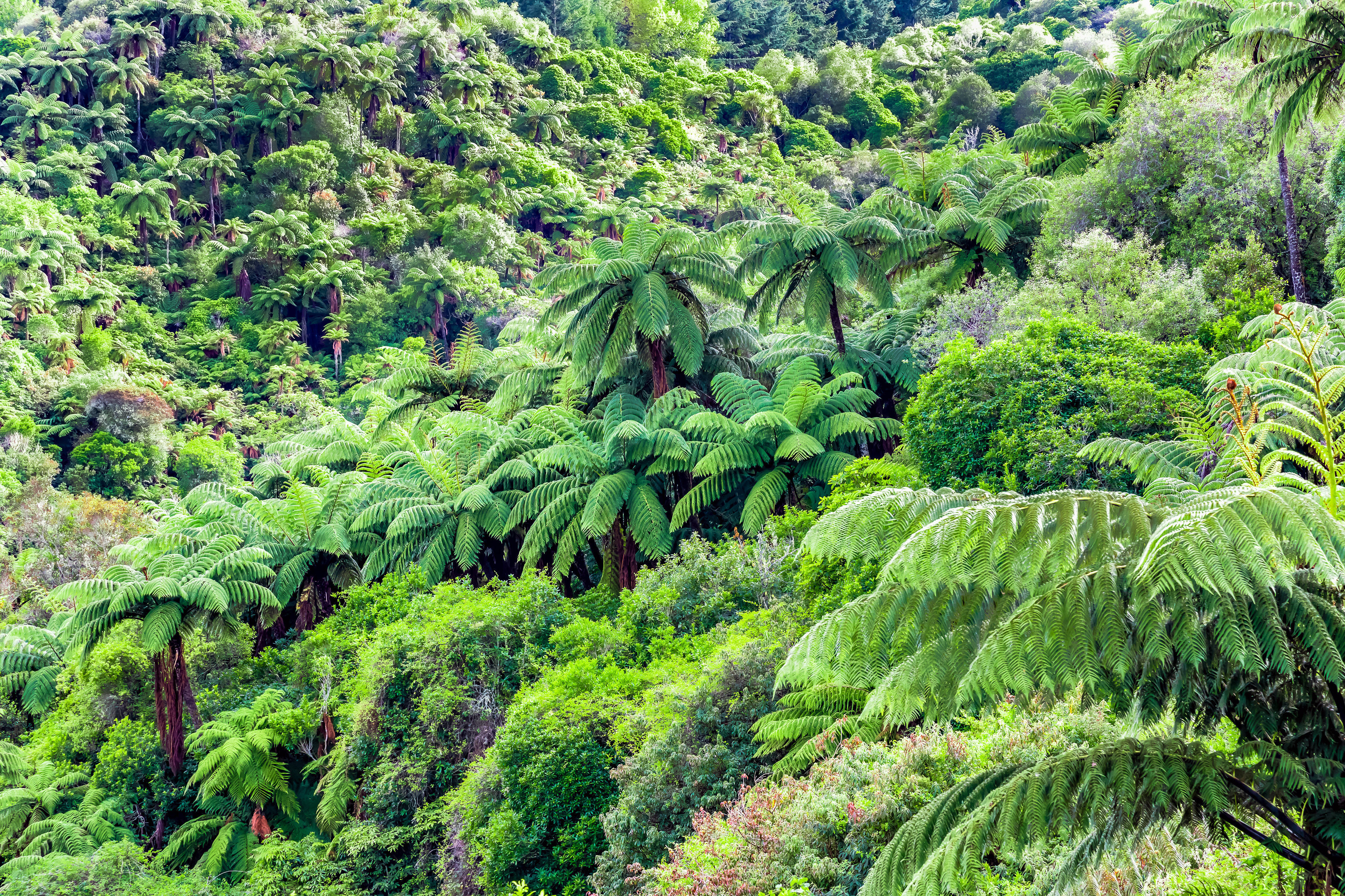 Ferns in the Rotorua Waimangu Volcanic Valley    