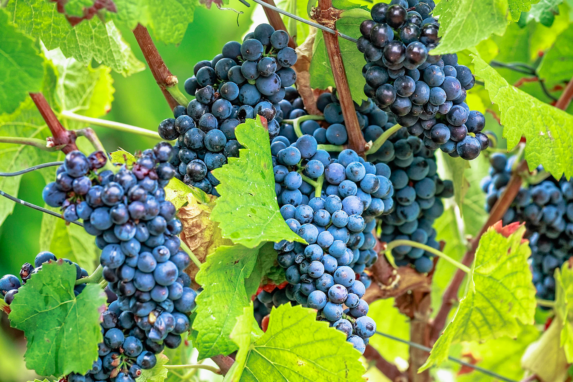 Reife Spätburgunder Trauben mit herbstlichen Weinblättern