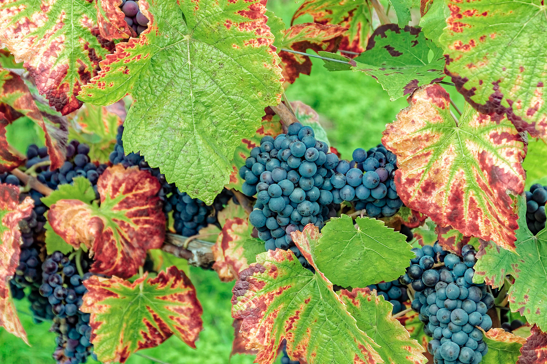 Reife Spätburgunder Trauben mit herbstlichen Weinblättern