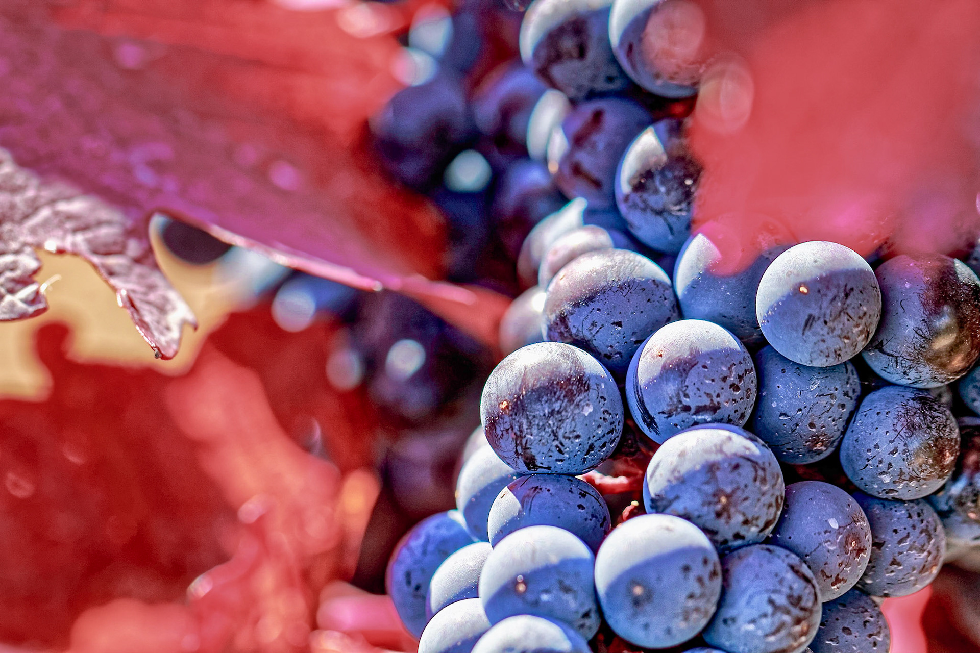 Reife Spätburgunder Trauben mit herbstlichen Weinblättern