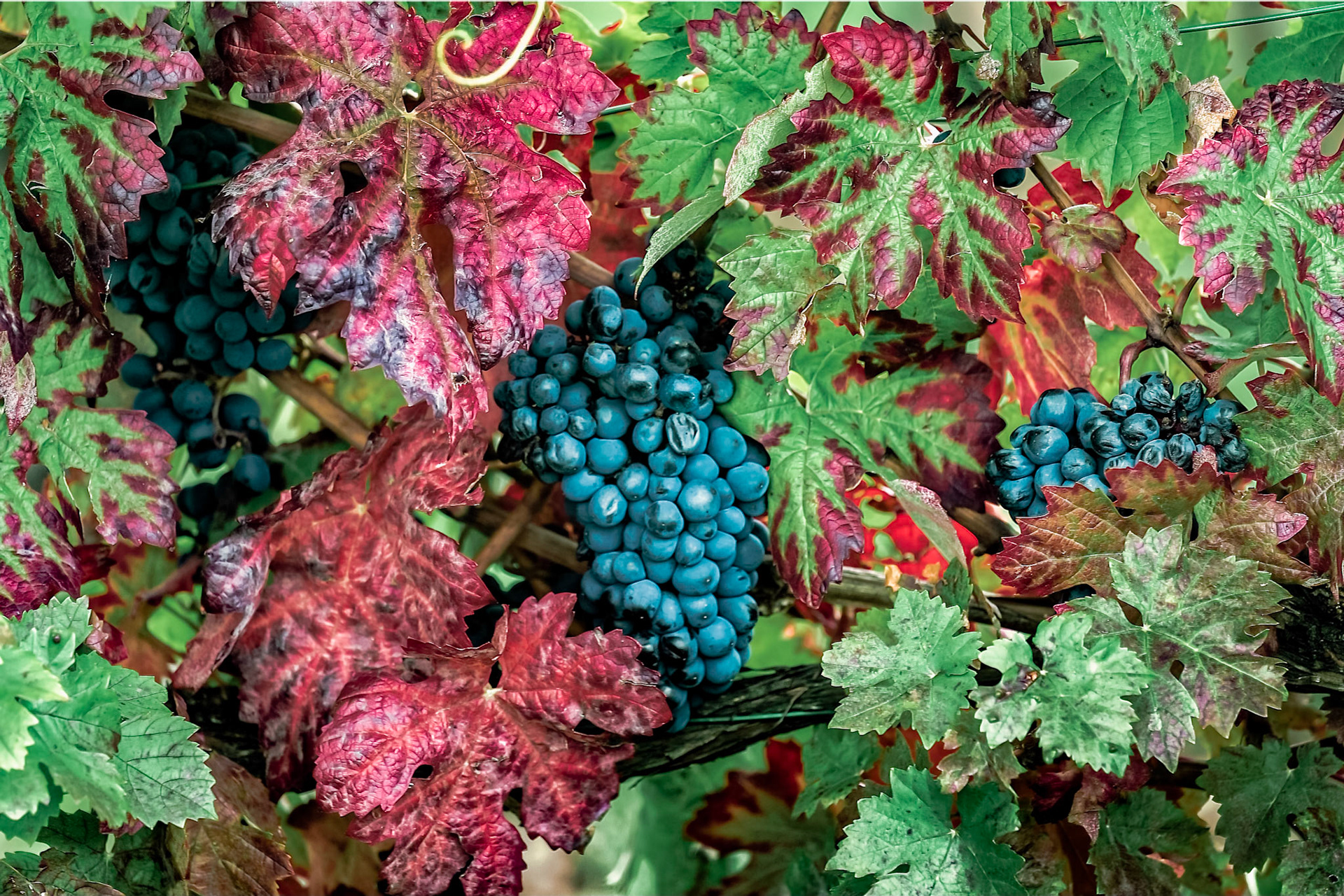 Reife Spätburgunder Trauben mit herbstlichen Weinblättern