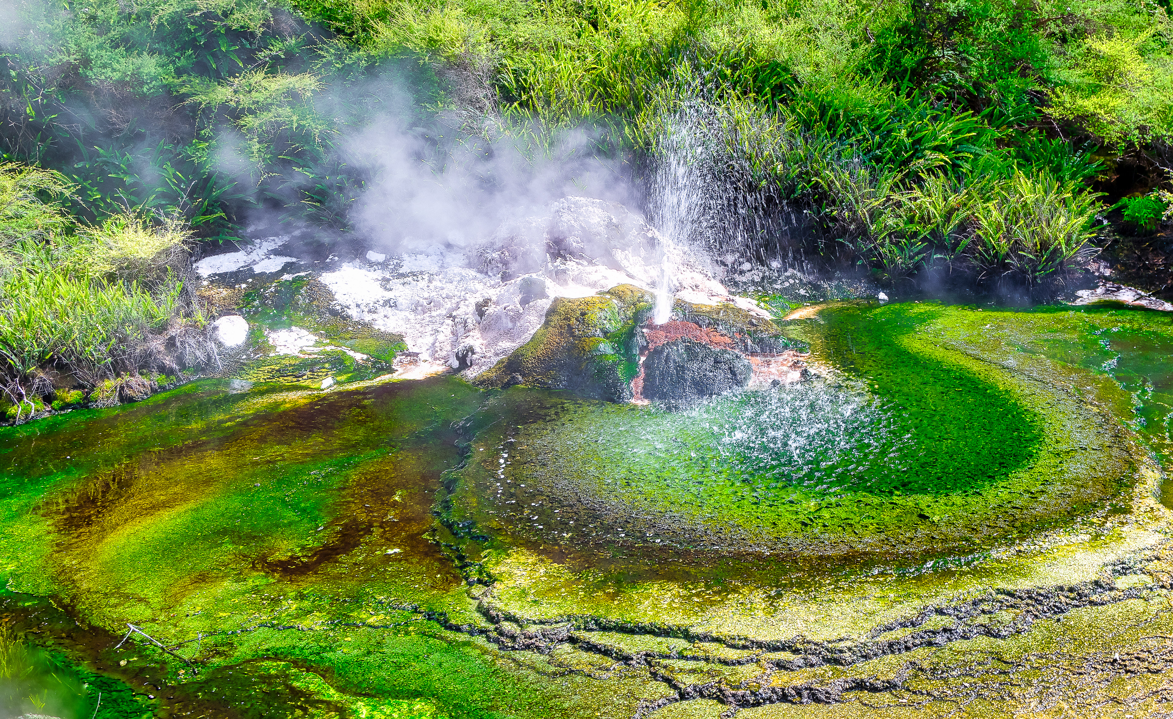 Thermal Geyser in the Rotorua Waimangu Volcanic Valley  