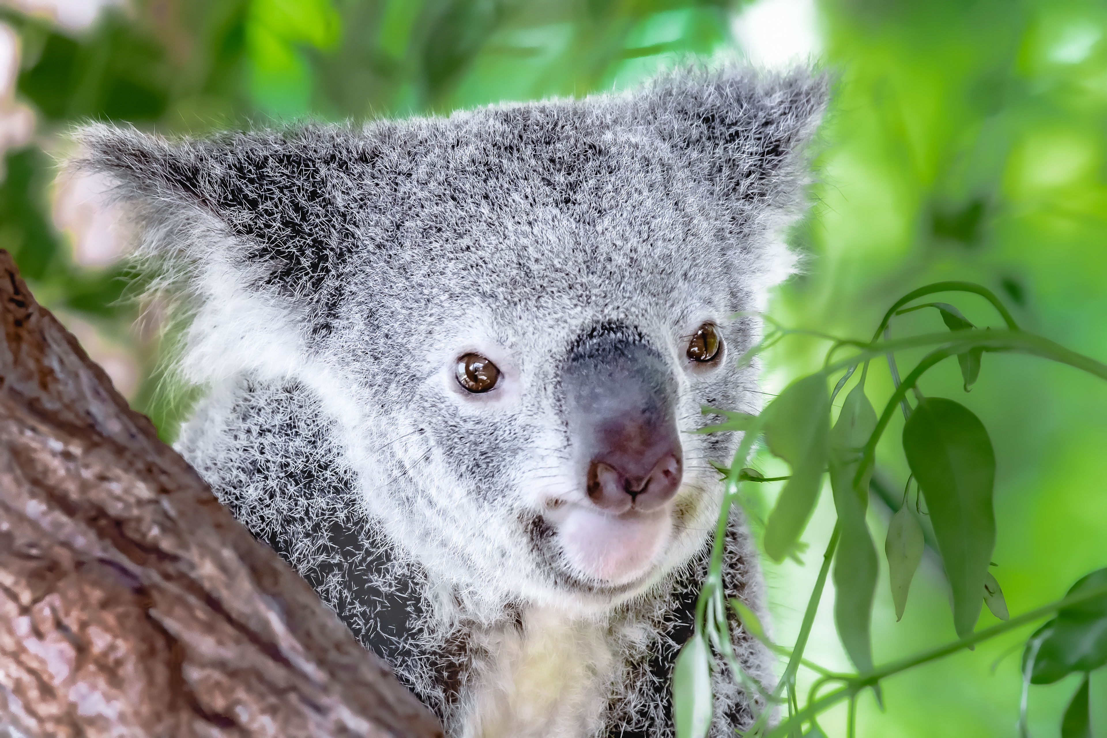 Australischer Koala Bär in einem Eukalyptusbaum in Queensland