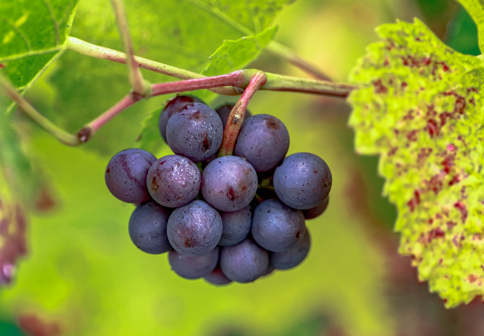 Reife Spätburgunder Trauben mit herbstlichen Weinblättern
