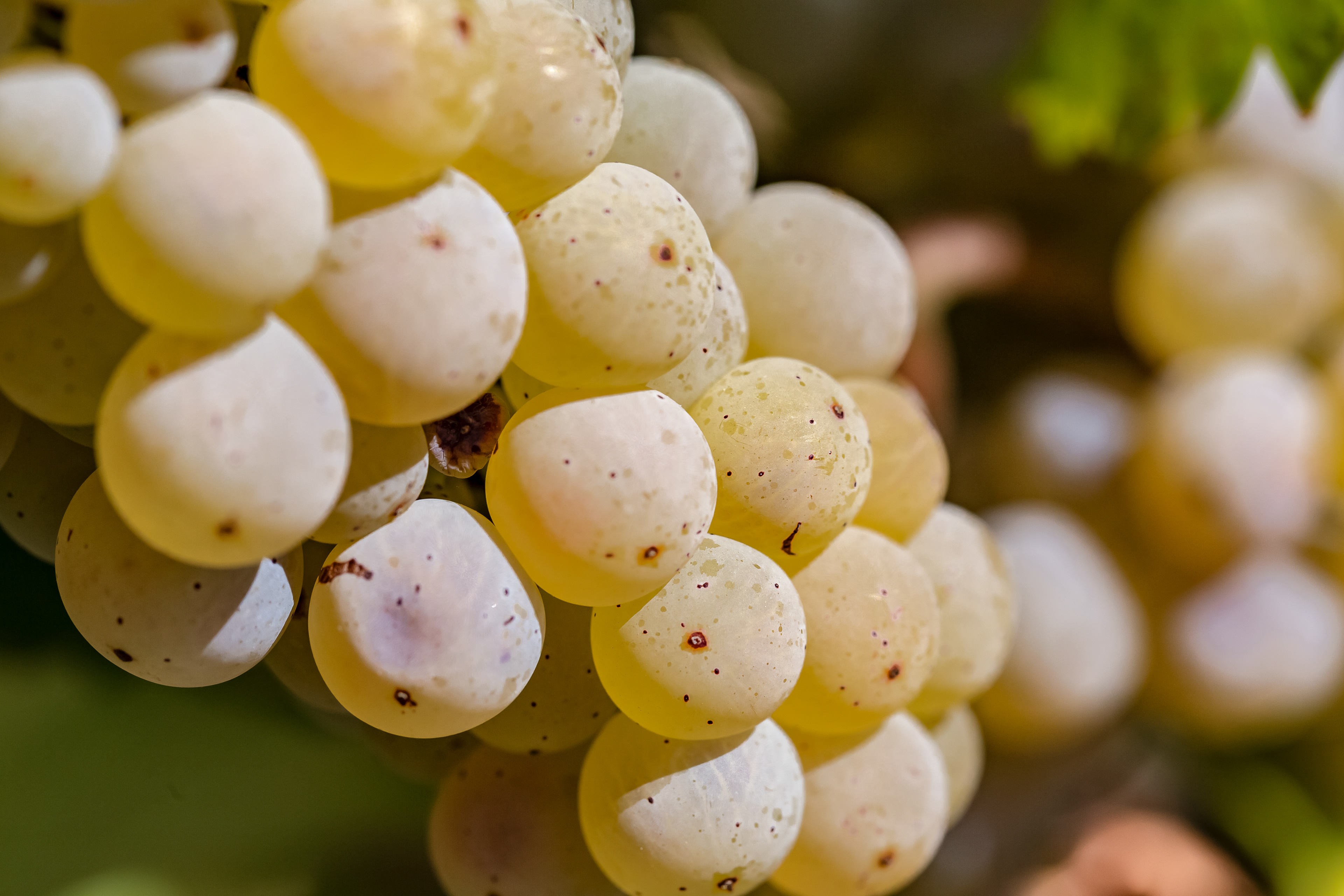 Nahaufnahme von reifen Rieslingtrauben bei Rüdesheim im Rheingau