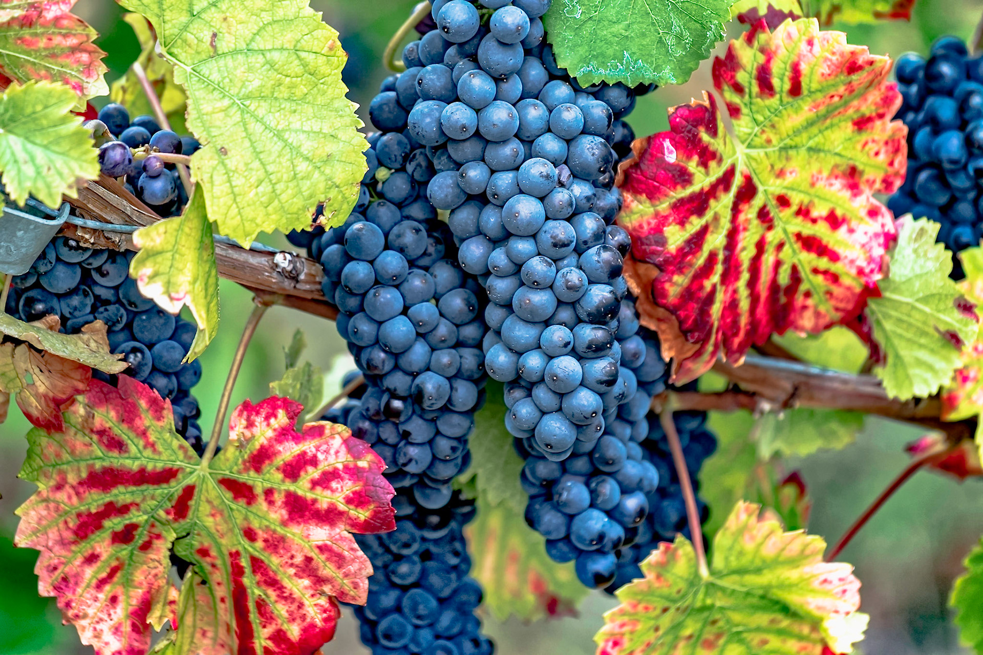 Reife Spätburgunder Trauben mit herbstlichen Weinblättern
