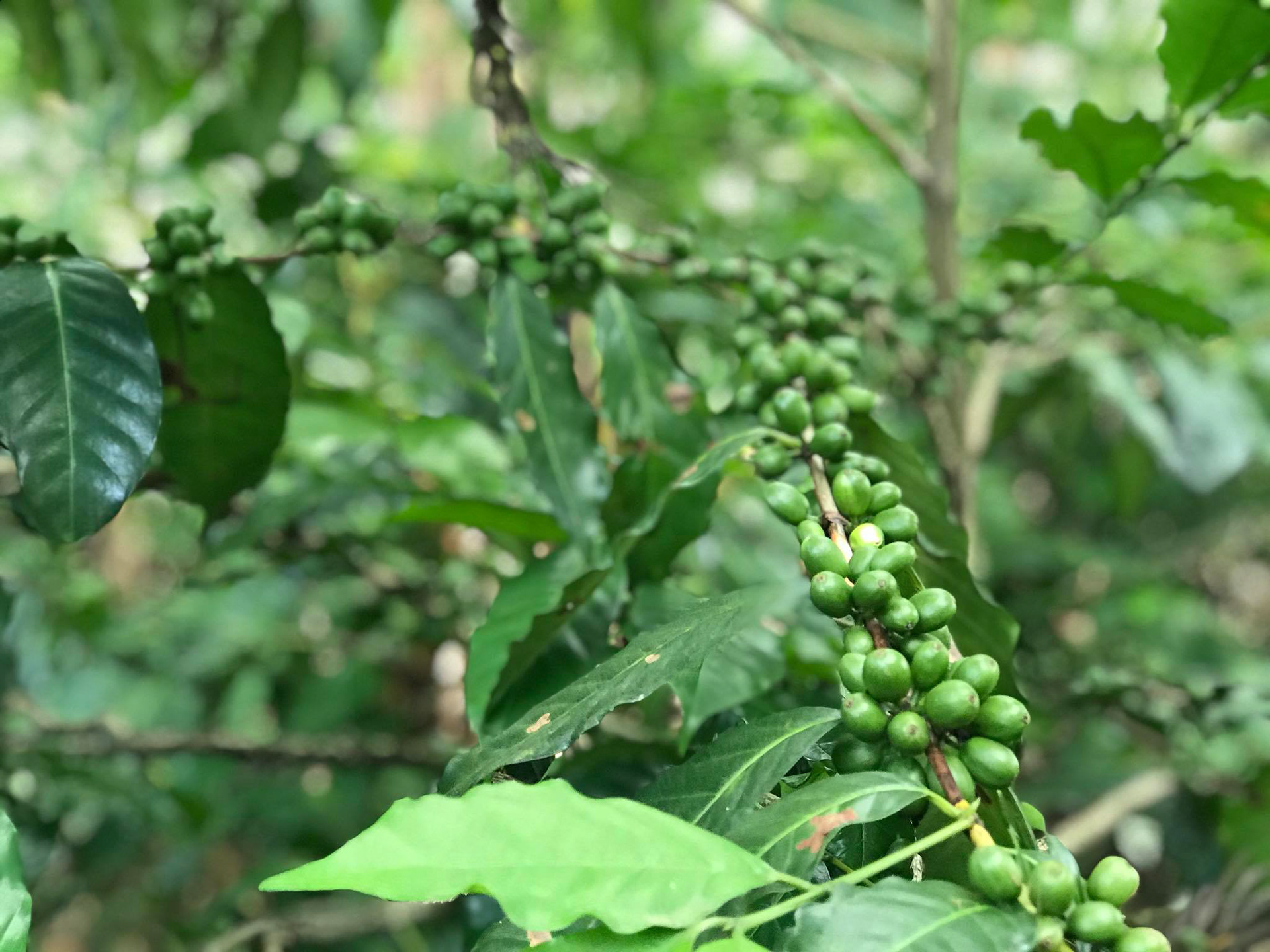 coffee beans