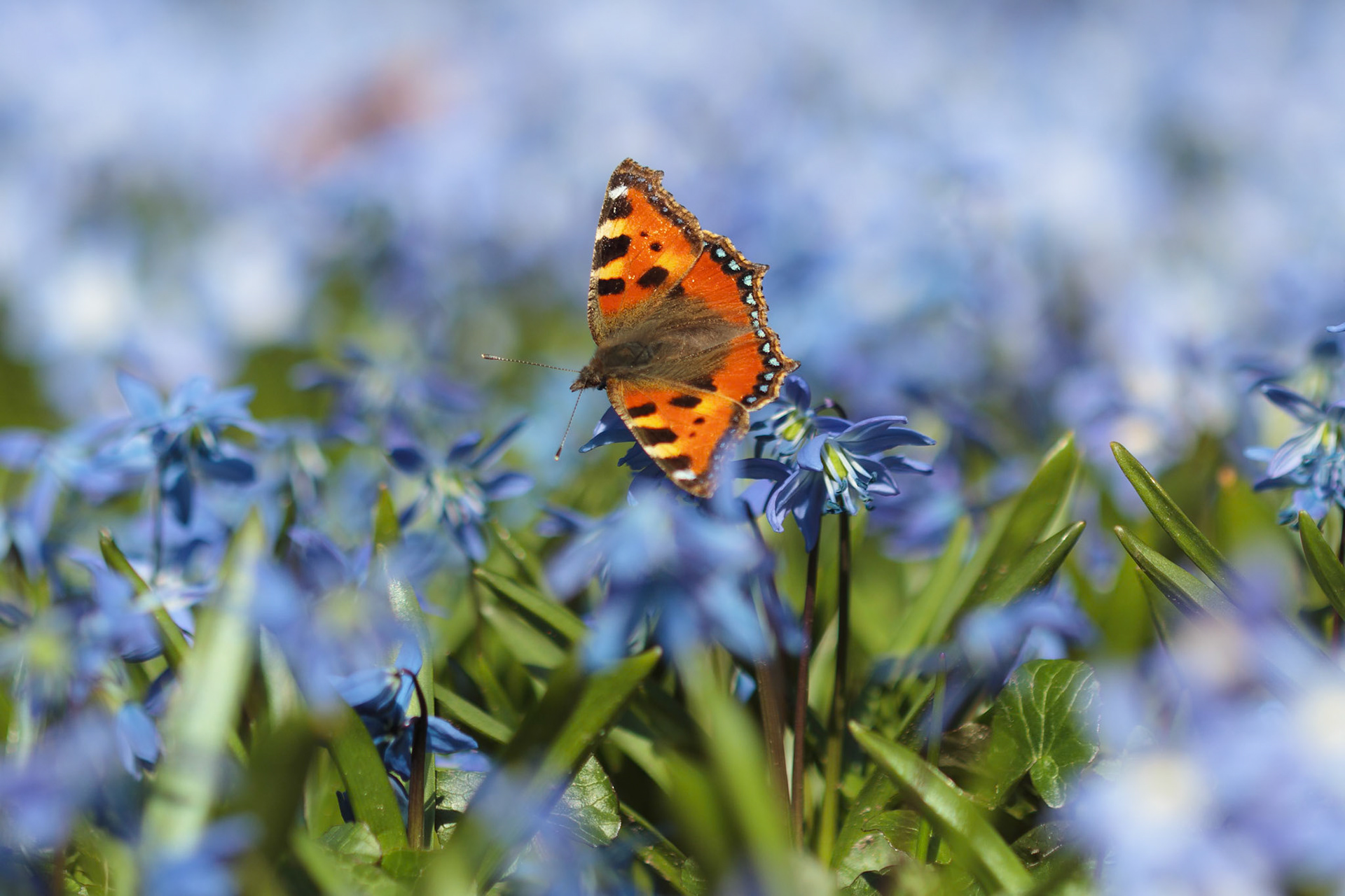 Nældens Takvinge (Aglais urticae)
