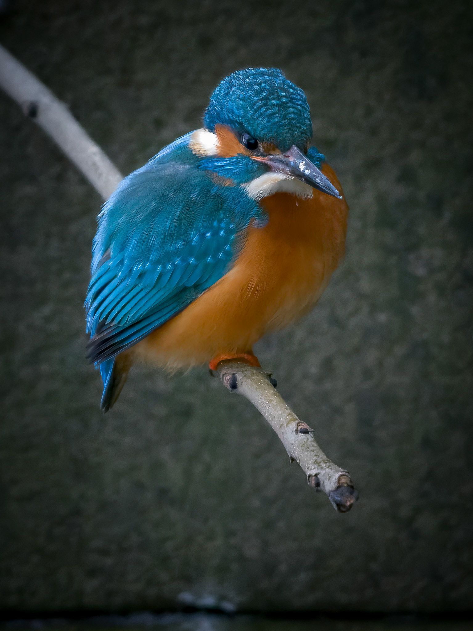 Isfugl (Alcedo atthis)