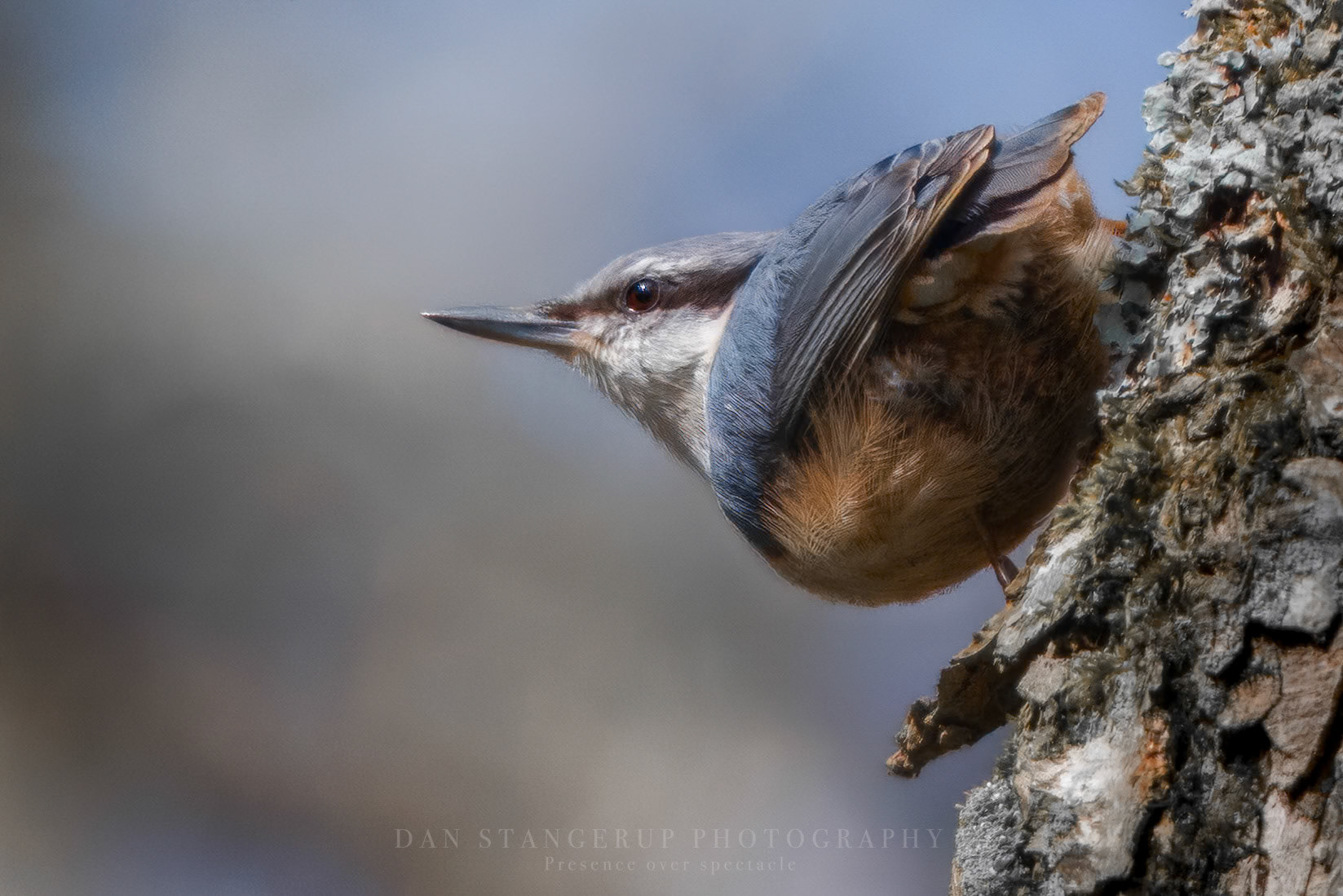 Spætmejse (Sitta europaea)