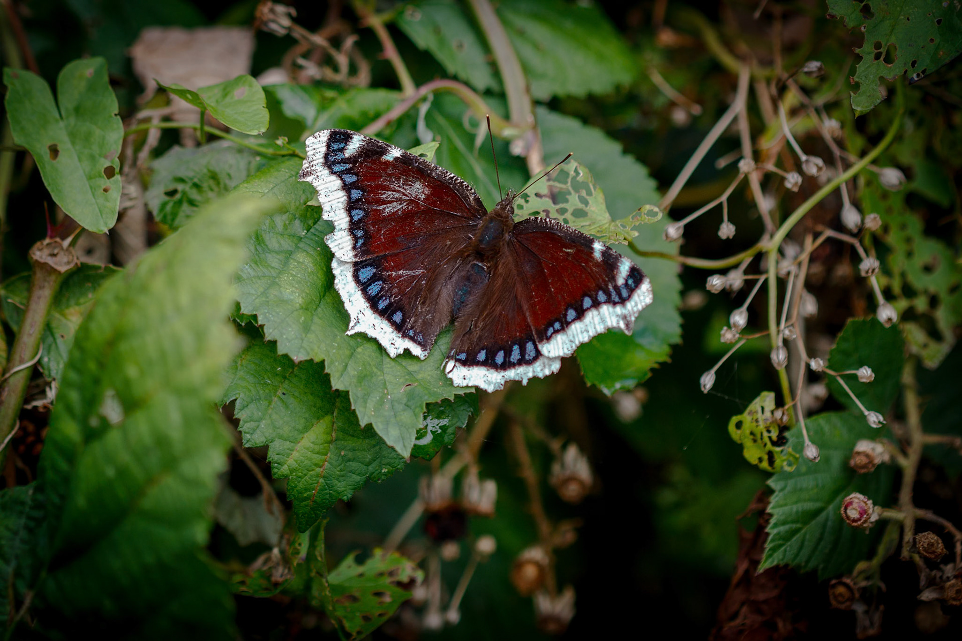 Sørgekåbe (Nymphalis antiopa)