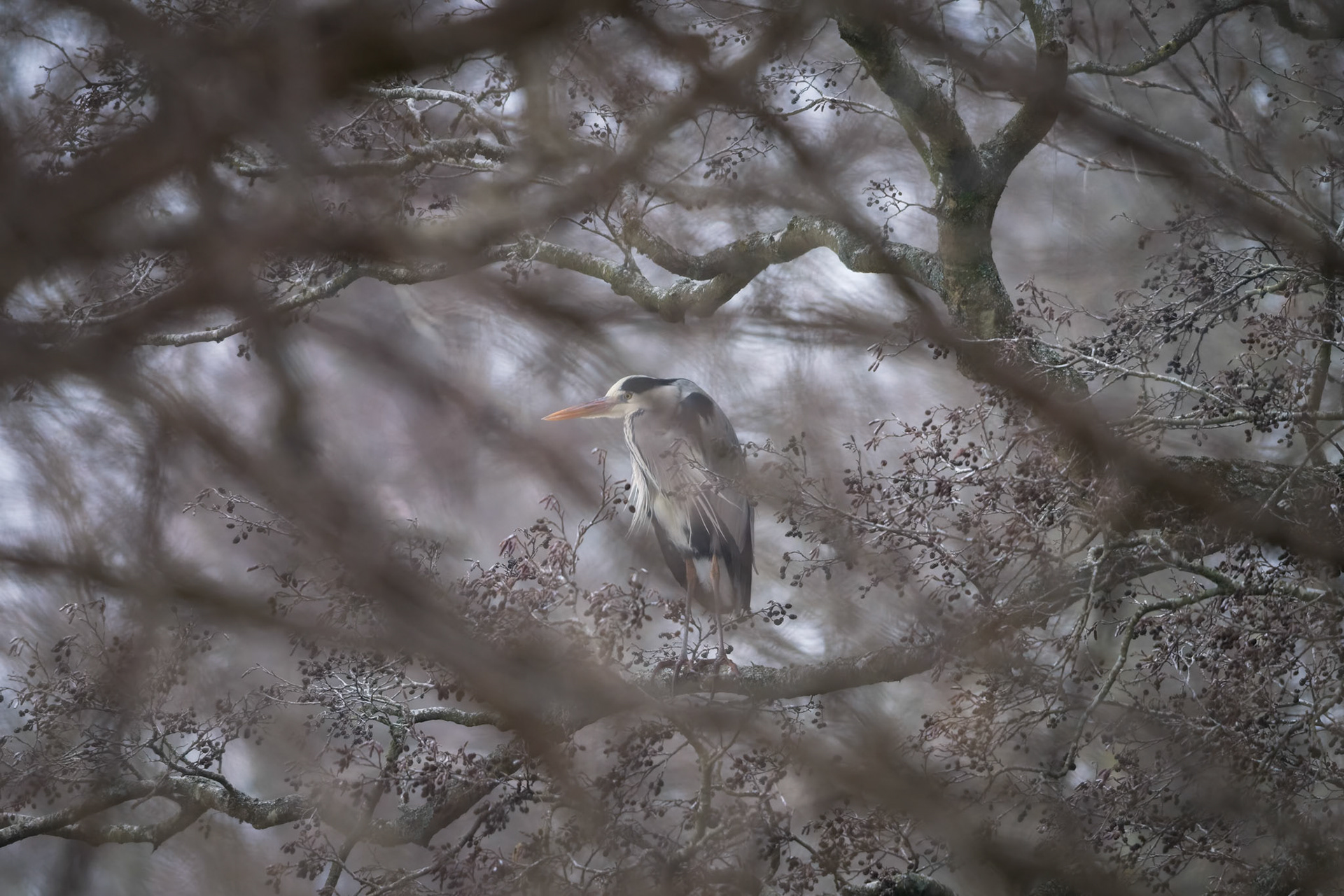 Fiskehejre (Ardea cinerea)