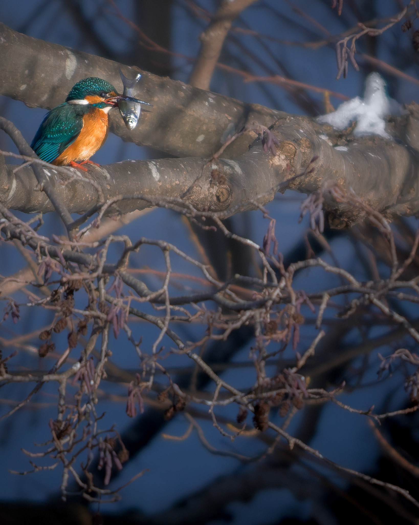 Isfugl (Alcedo atthis)
