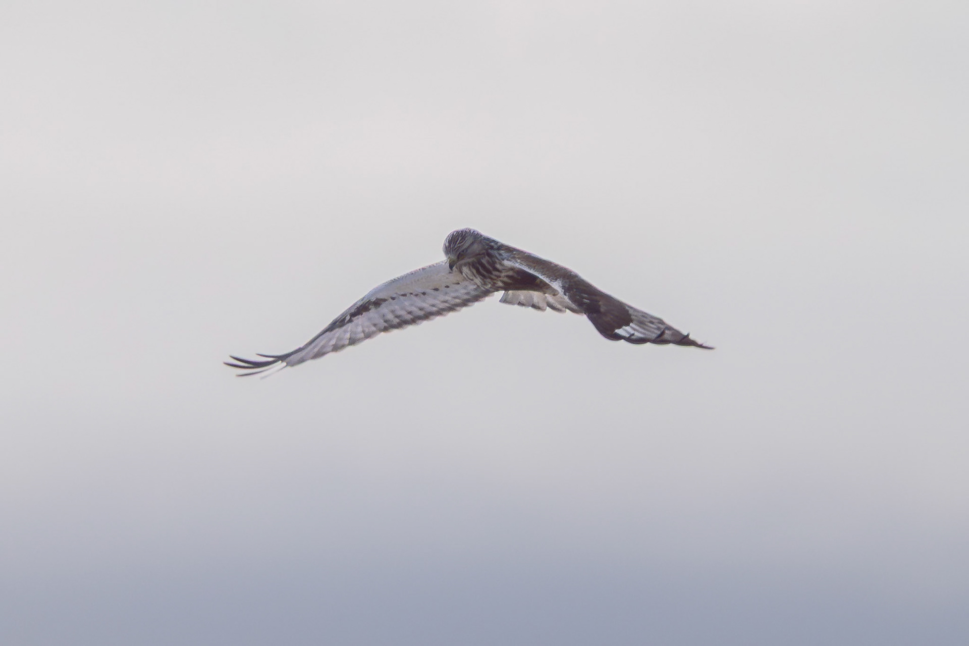 Fjeldvåge (Buteo lagopus)