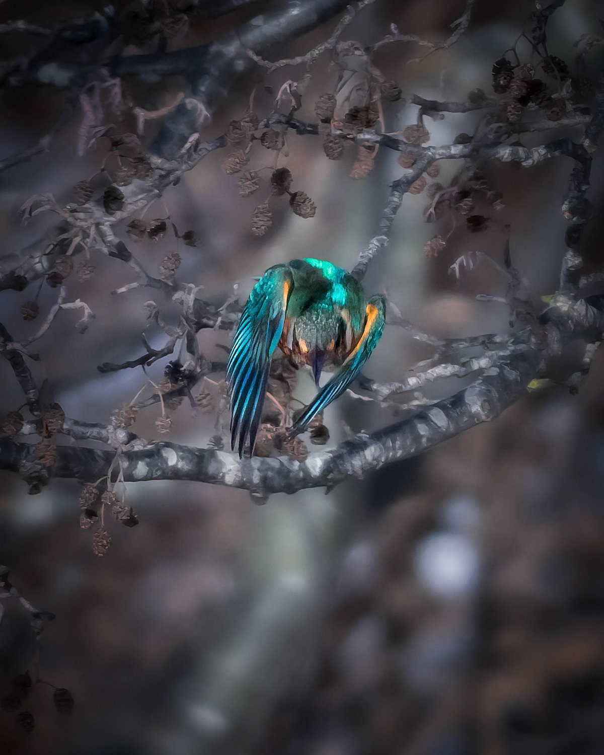 Isfugl (Alcedo atthis)