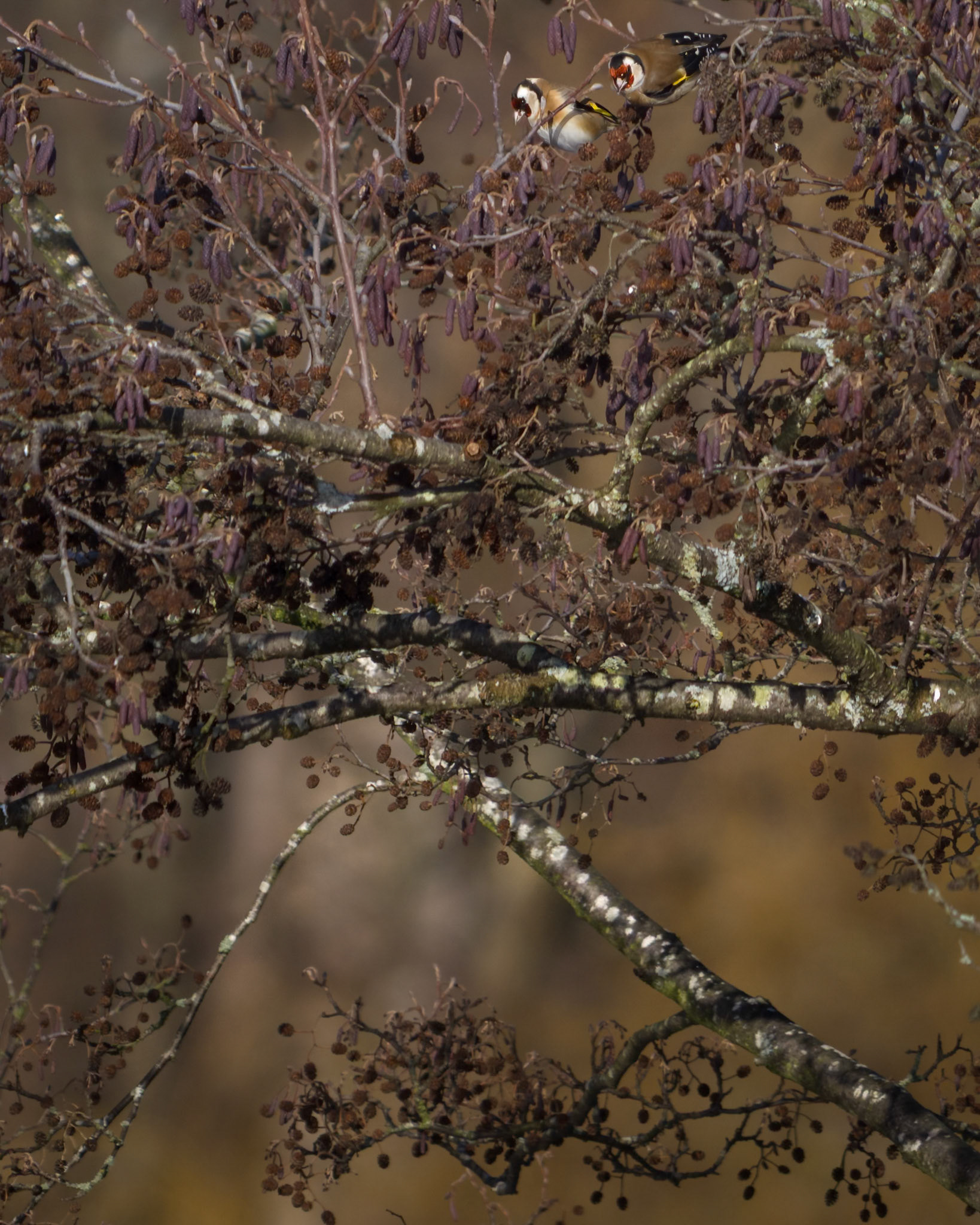Stillits (Carduelis carduelis)