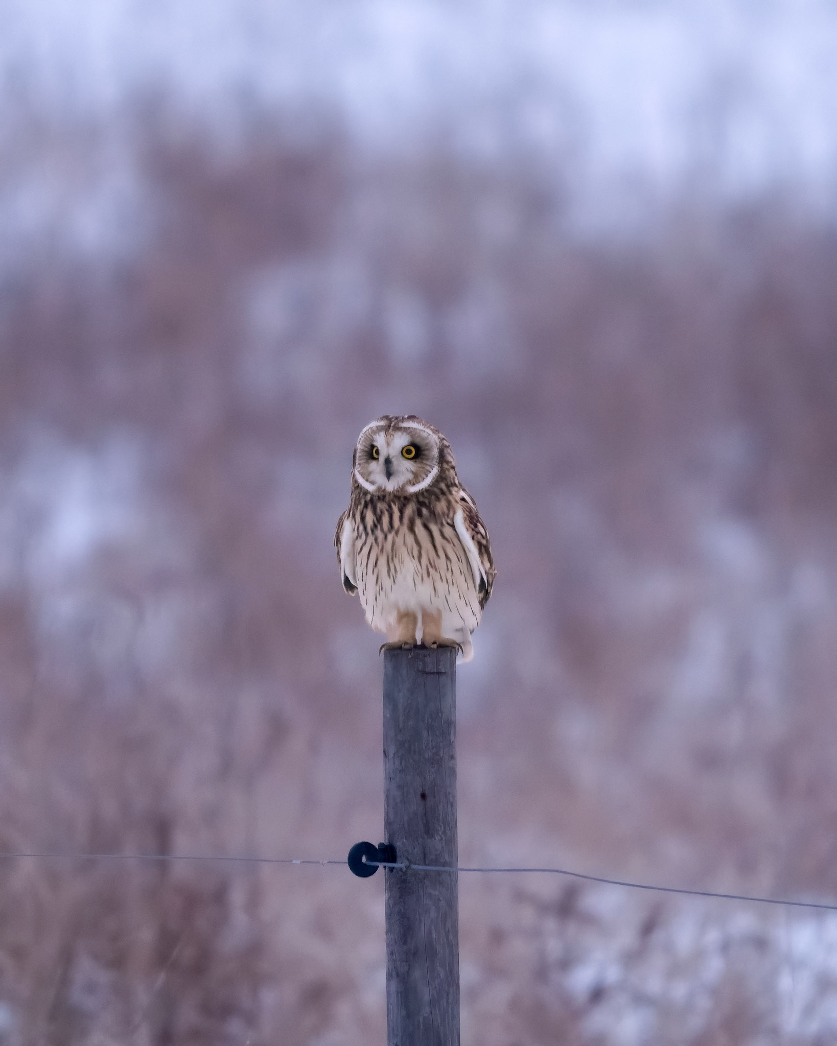 Mosehornugle (Asio flammeus)