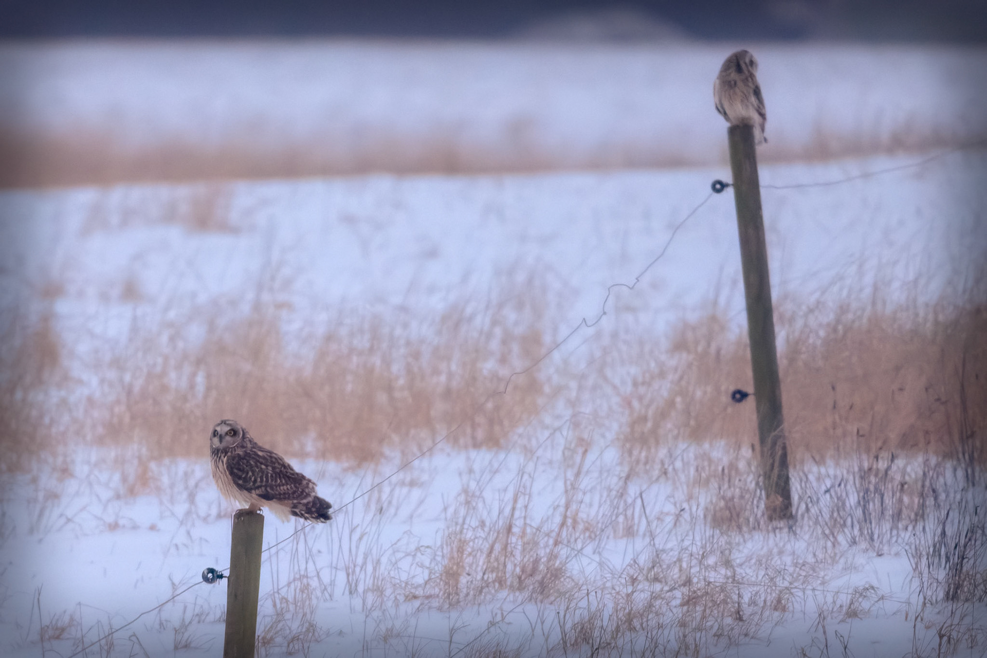 Mosehornugle (Asio flammeus)