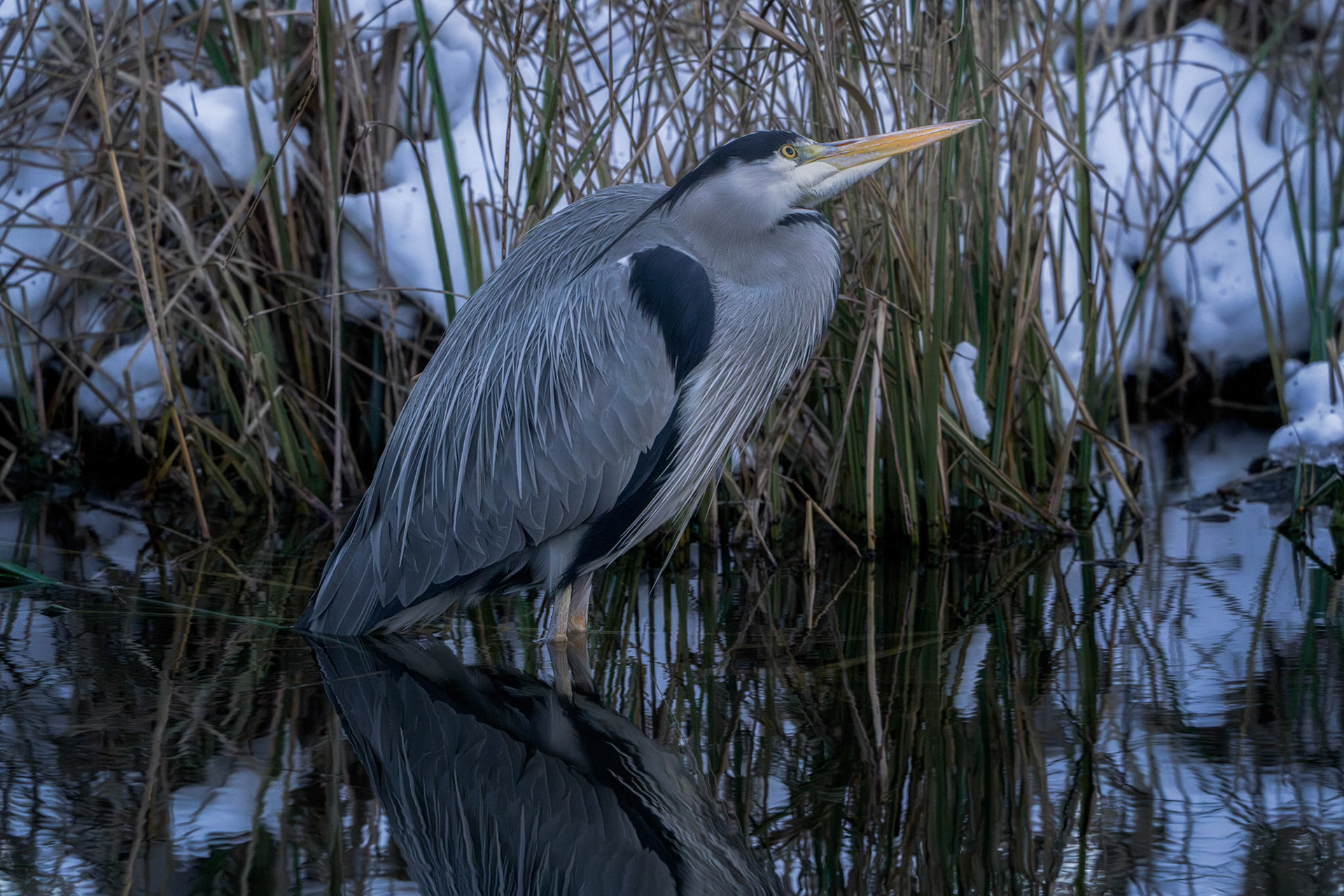 Fiskehejre (Ardea cinerea)