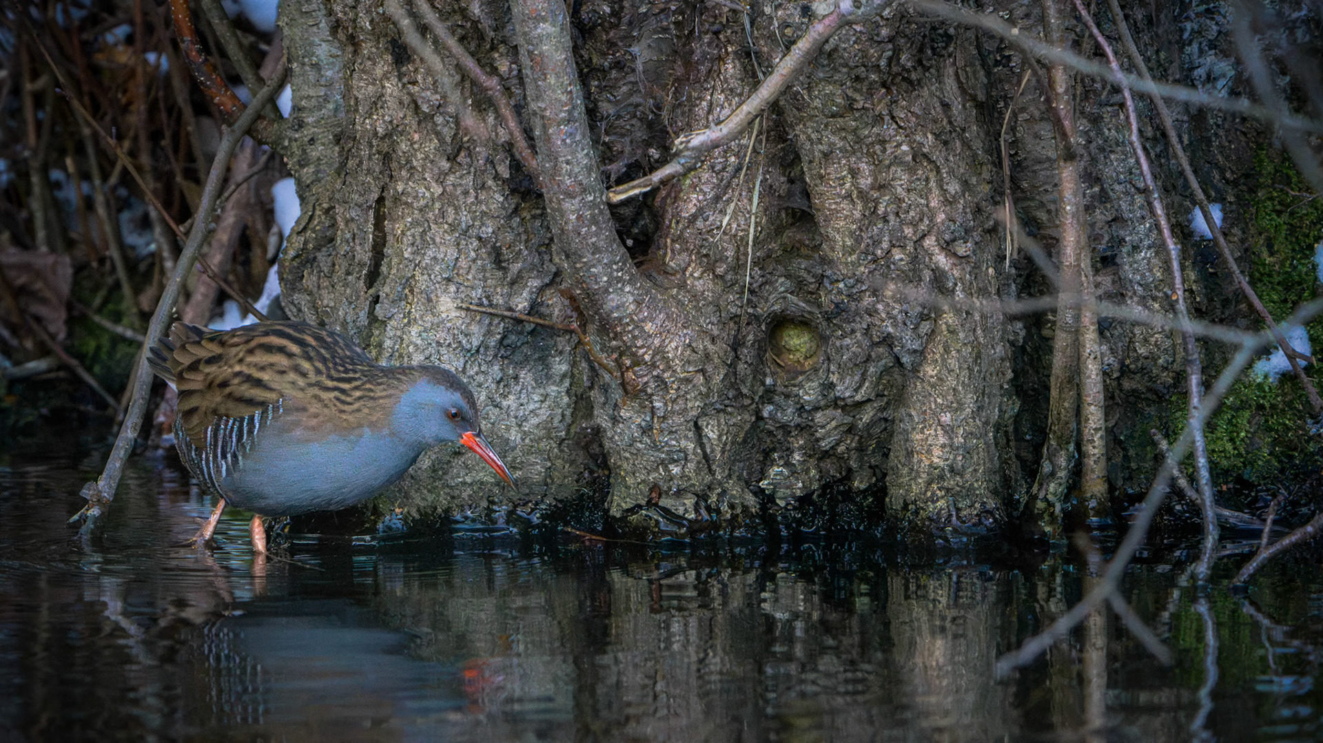 Vandrikse (Rallus aquaticus)