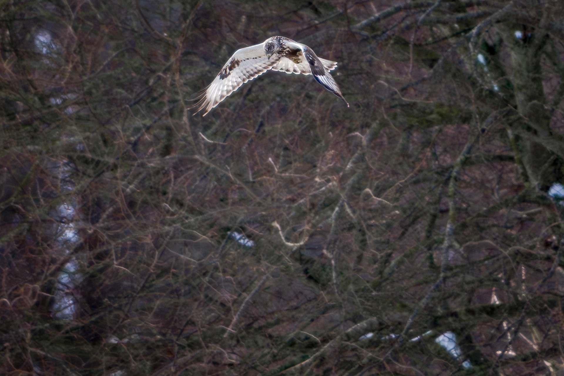 Fjeldvåge (Buteo lagopus)