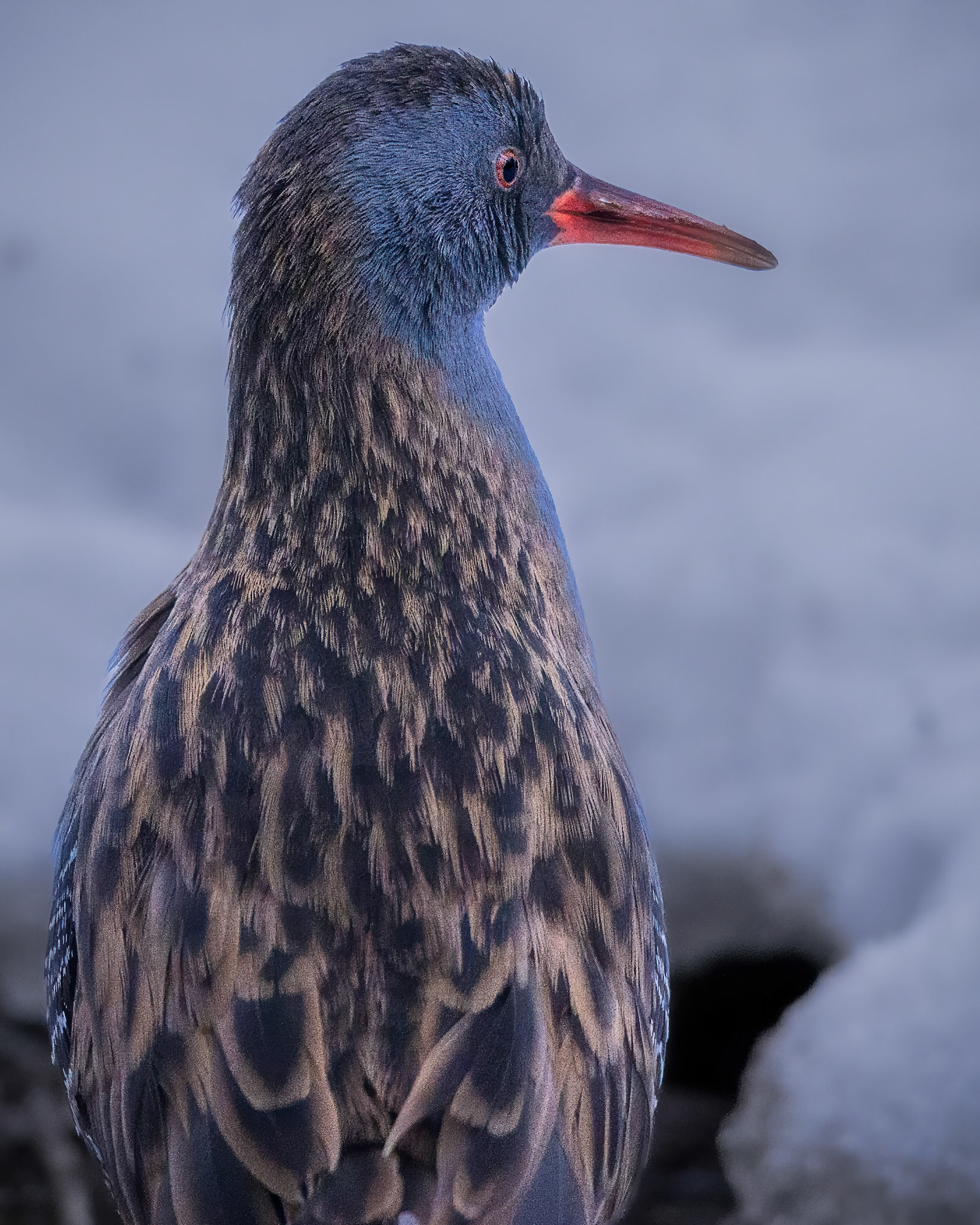 Vandrikse (Rallus aquaticus)