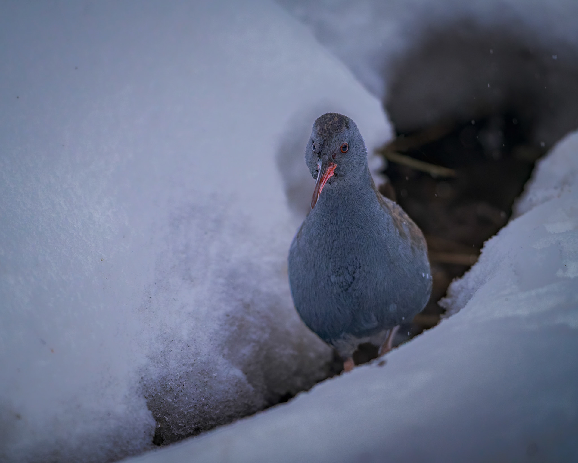 Vandrikse (Rallus aquaticus)