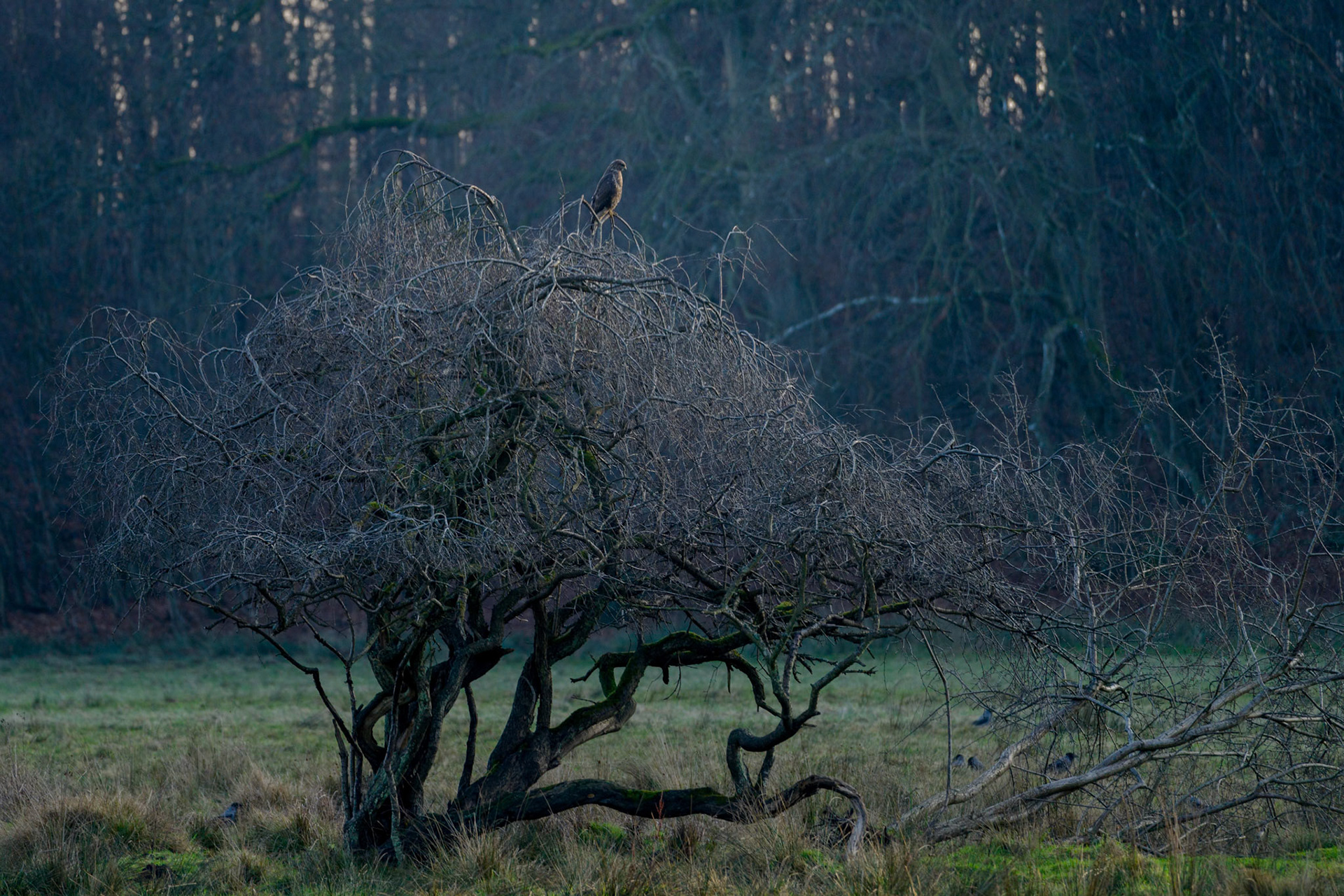 Musvåge (Buteo buteo)