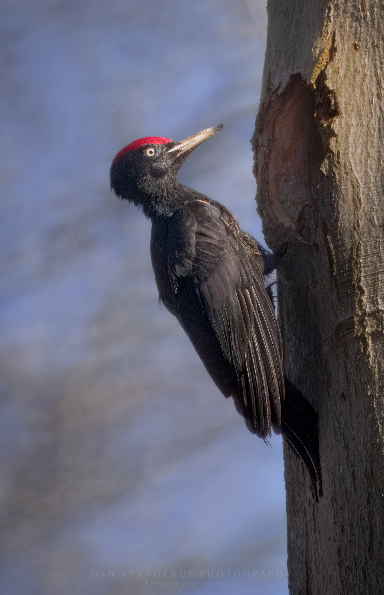 Sortspætte (Dryocopus martius)