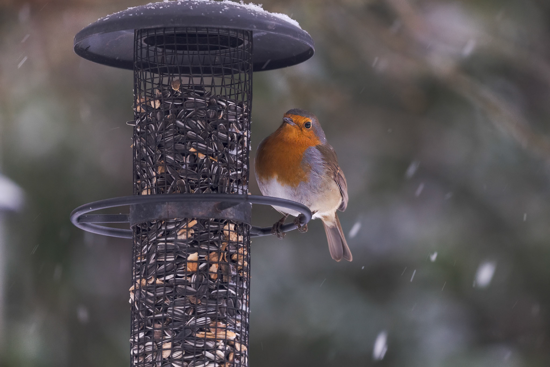 Rødhals (Erithacus rubecula)