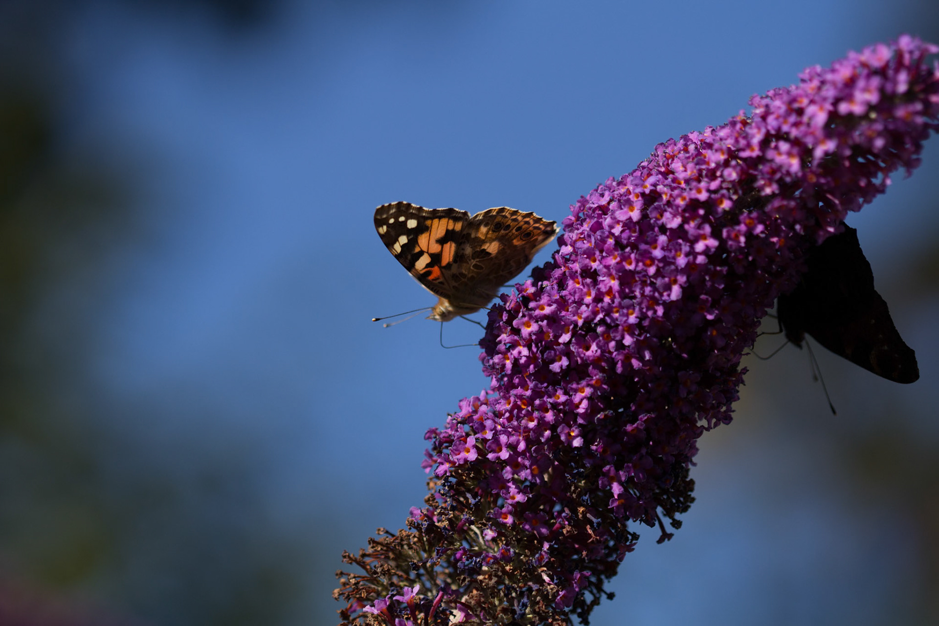 Tidselsommerfugl (Vanessa cardui)