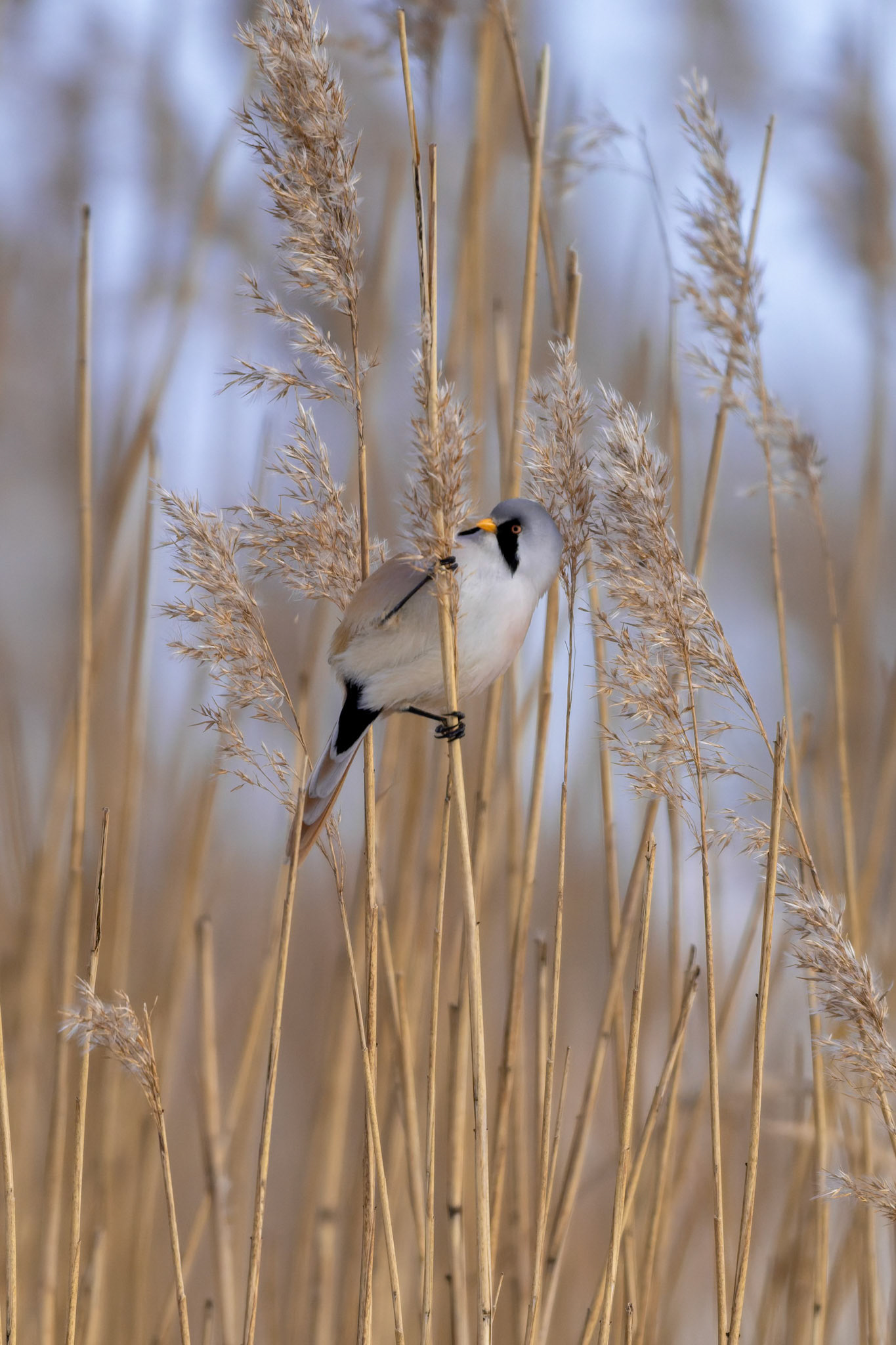 Skægmejse (Panurus biarmicus)