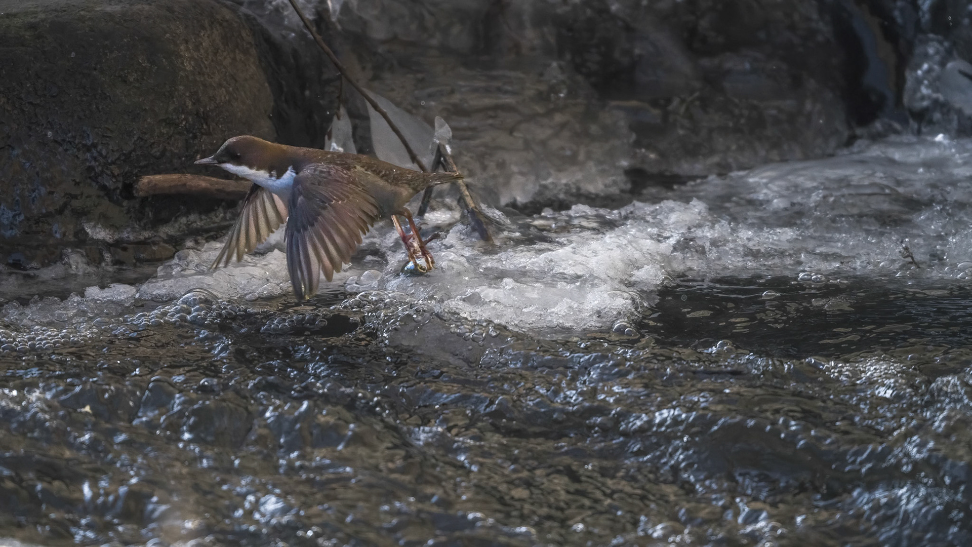Vandstær (Cinclus cinclus)