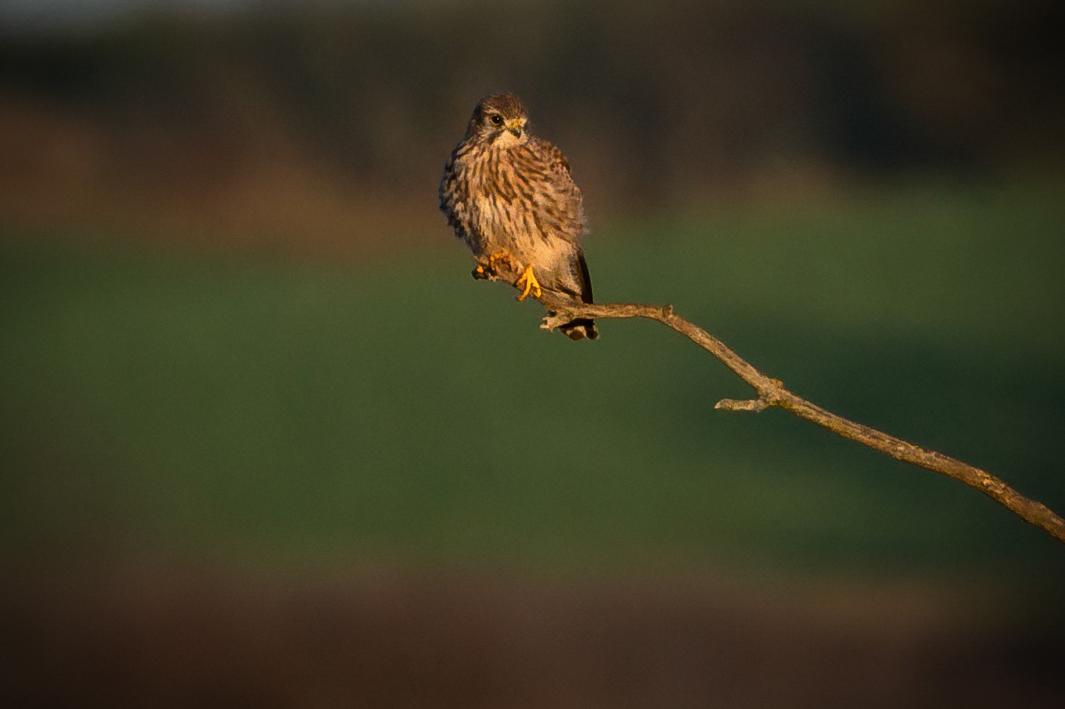 Tårnfalk (Falco tinnunculus)