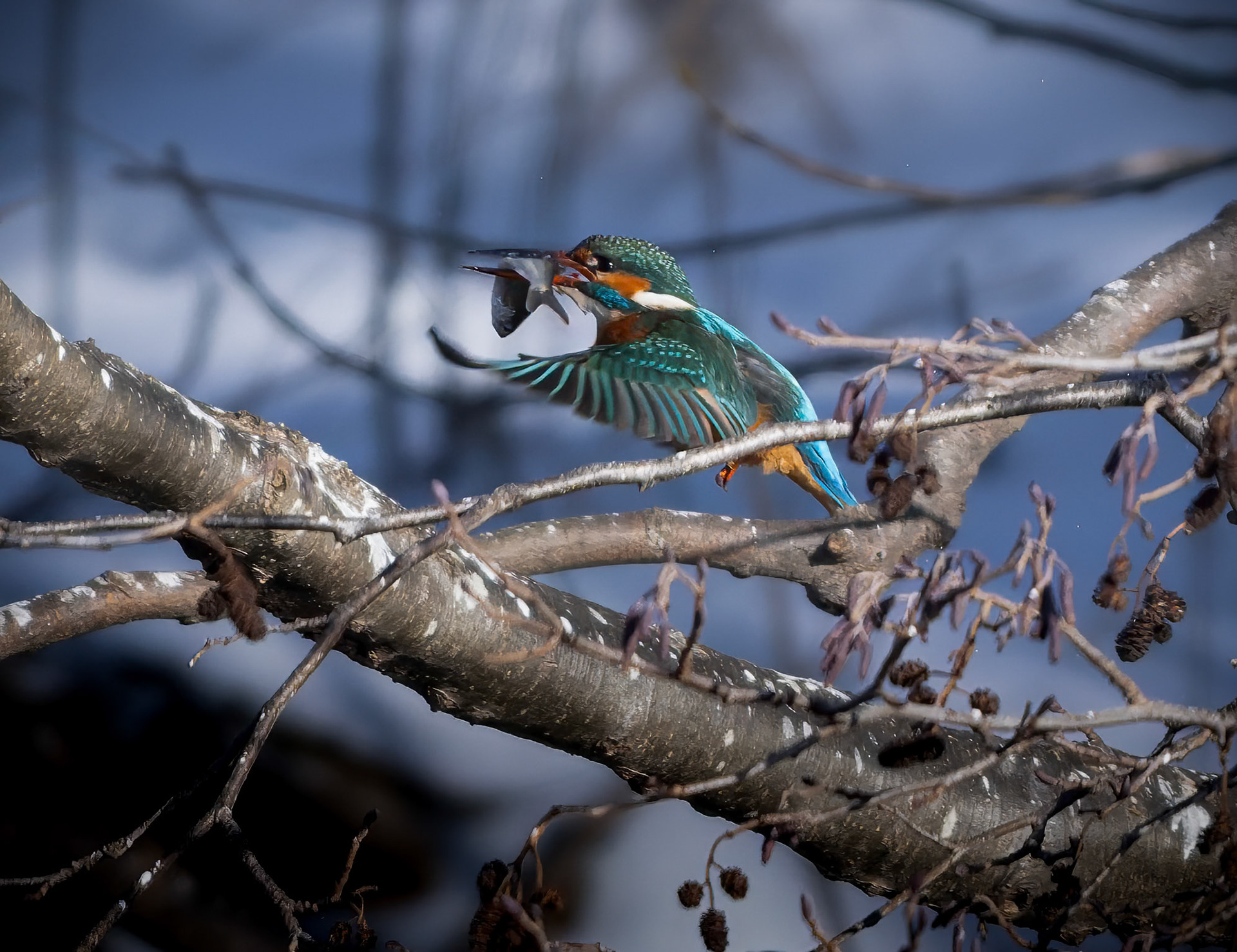 Isfugl (Alcedo atthis)