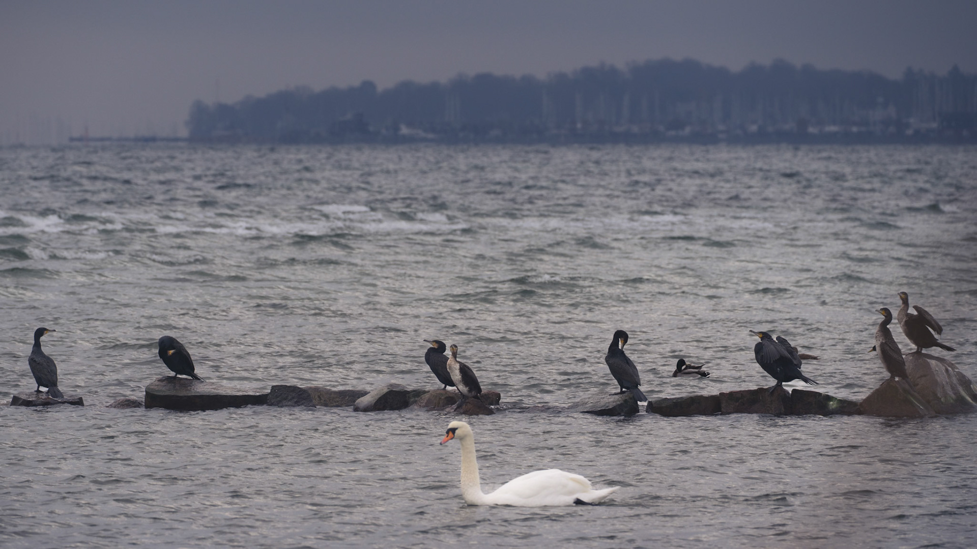 Knopsvane (Cygnus olor)