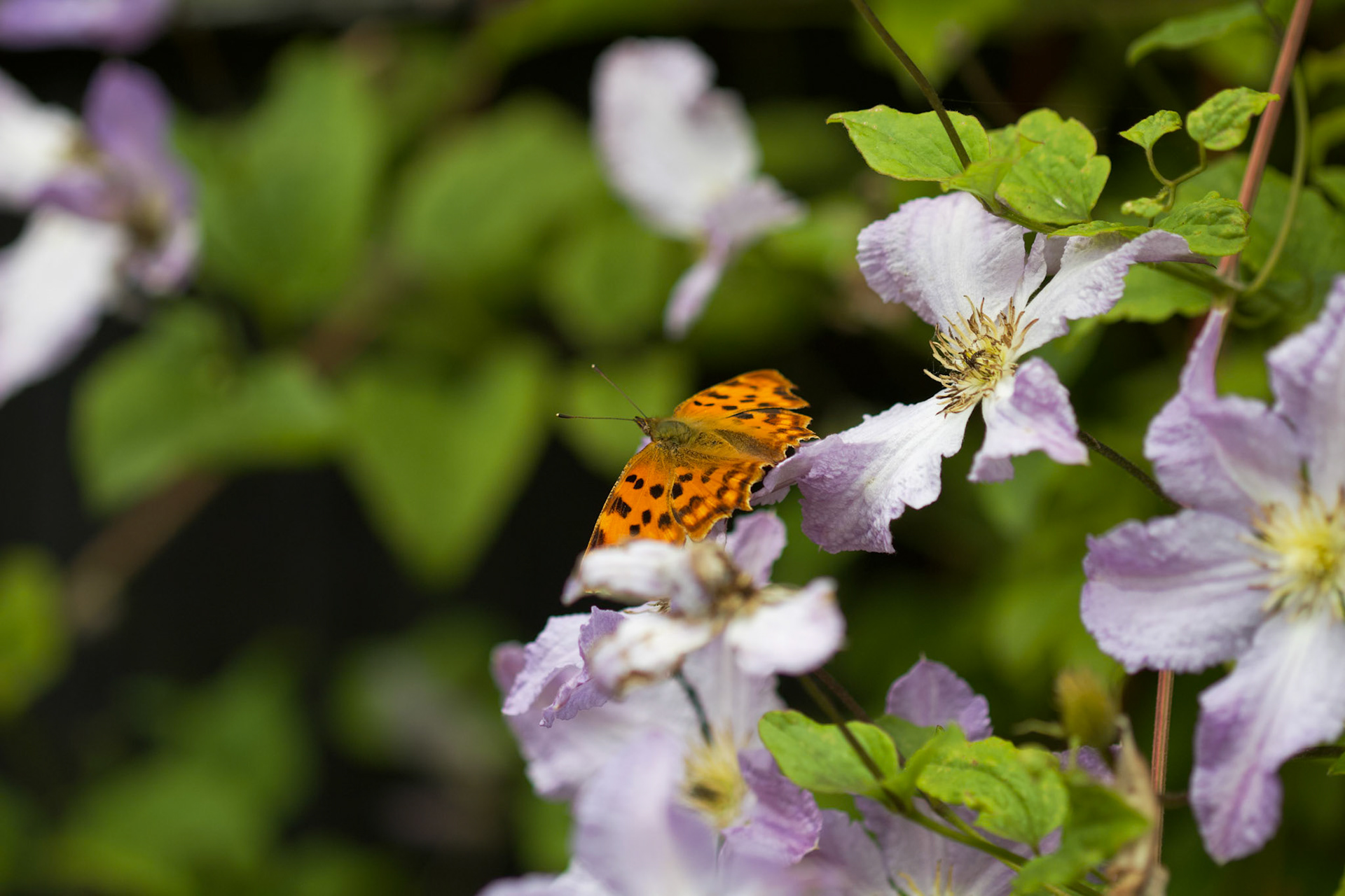 Det Hvide C (Polygonia c-album)