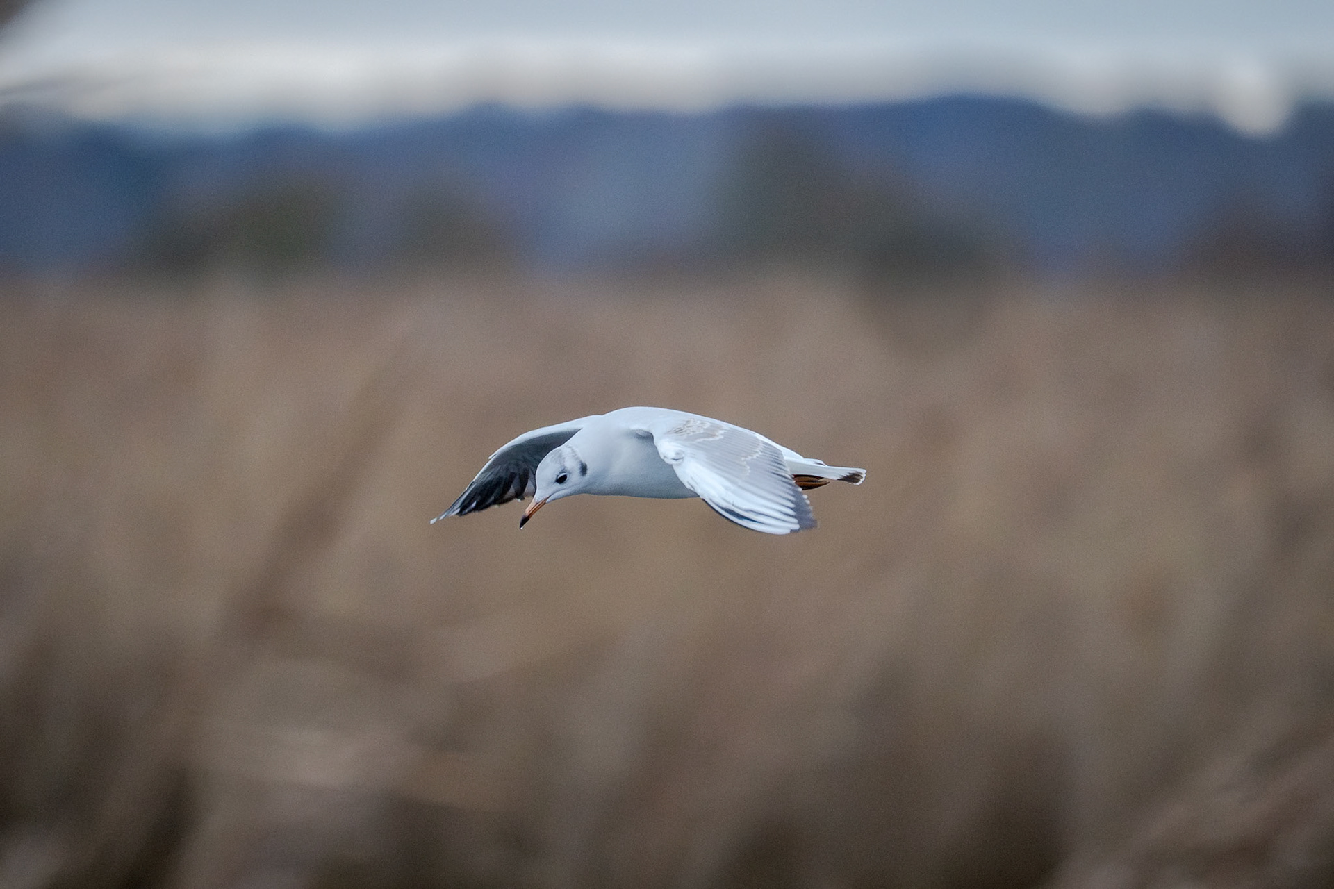 Hættemåge (Chroicocephalus ridibundus)
