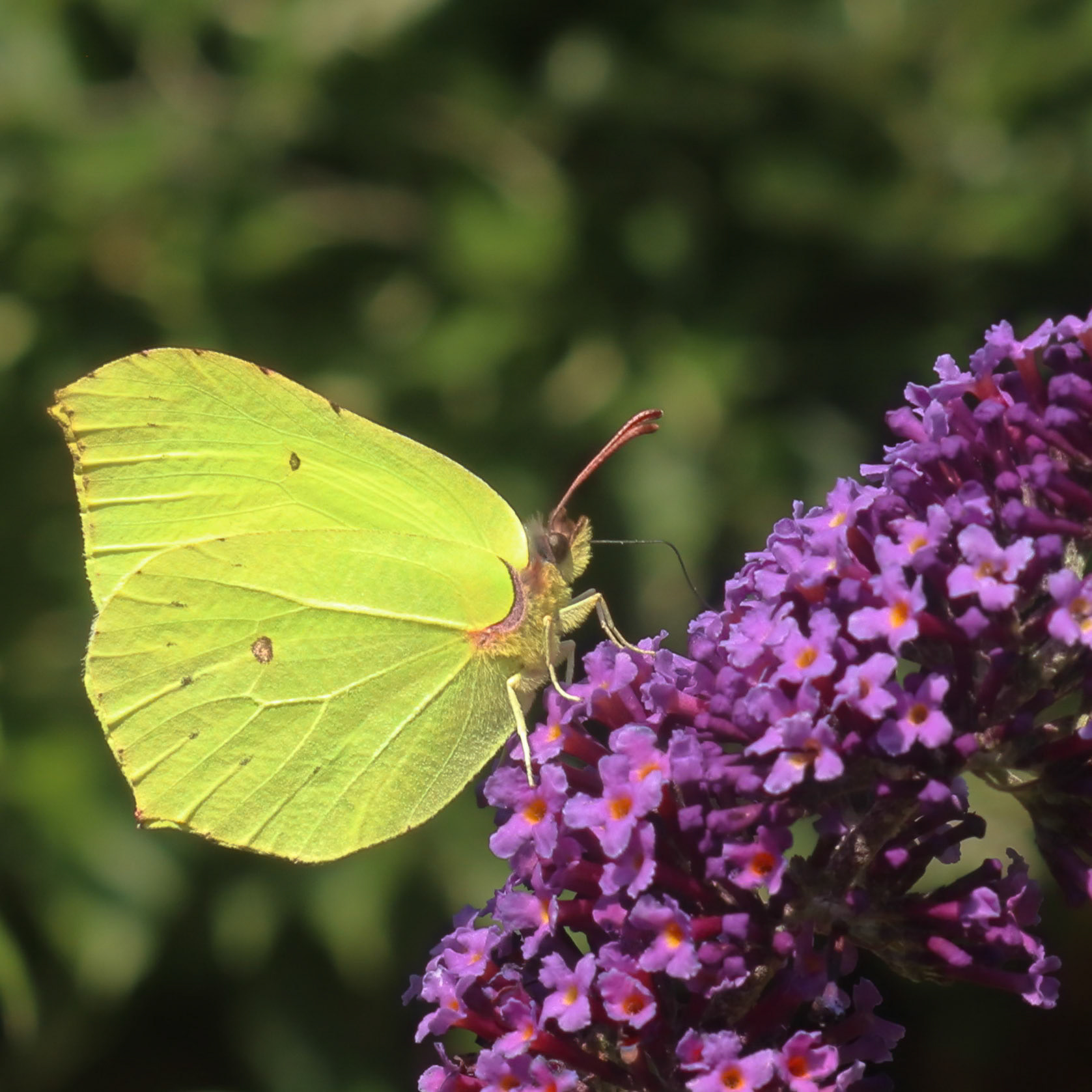 Citronsommerfugl (Gonepteryx rhamni)