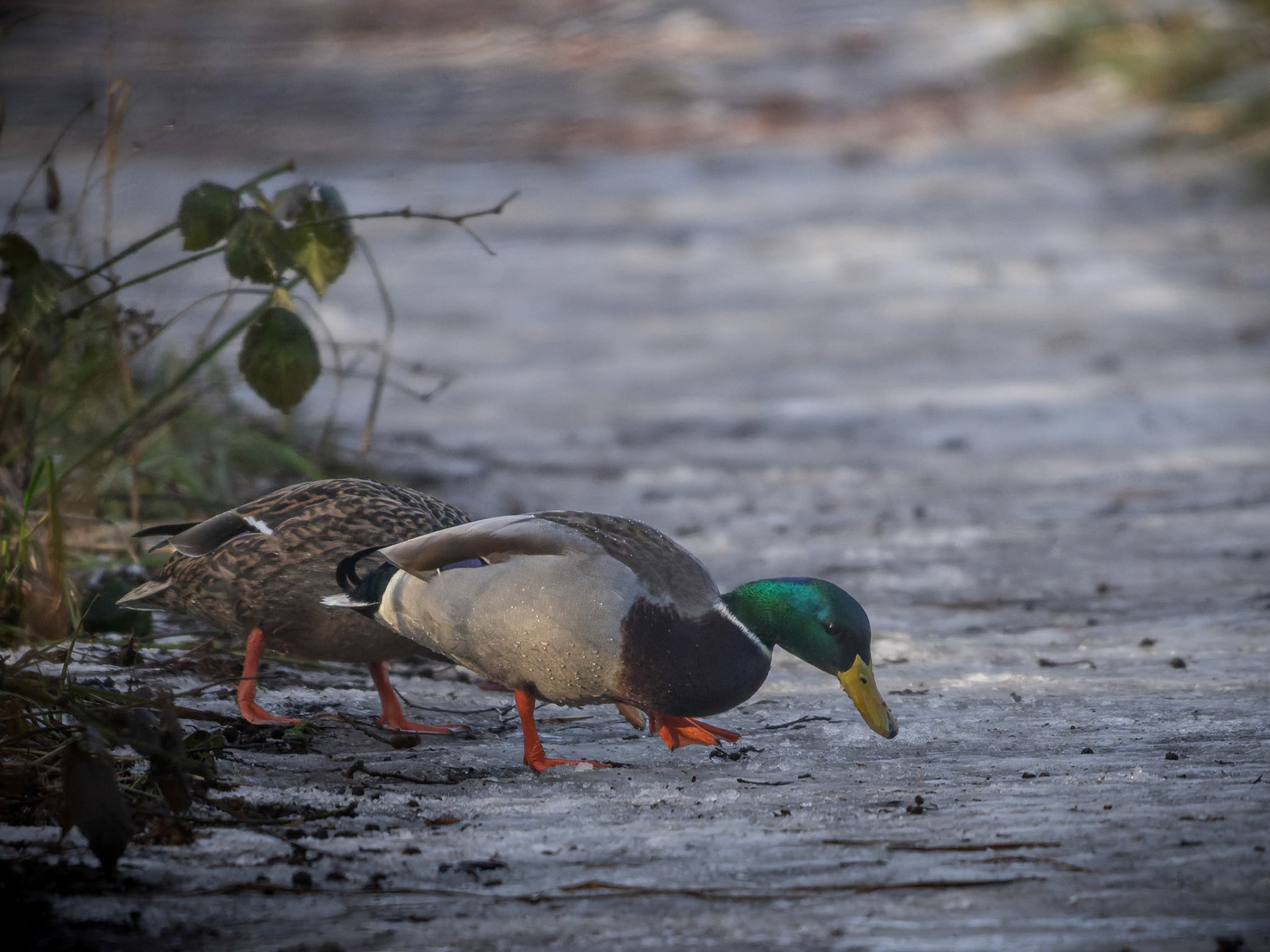 Gråand (Anas platyrhynchos)