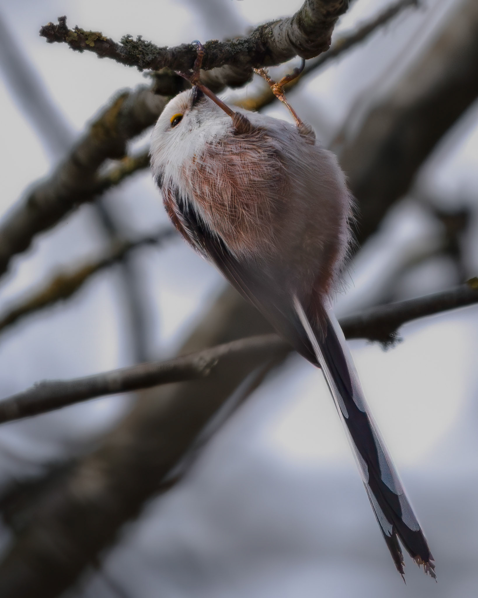 Halemejse (Aegithalos caudatus)