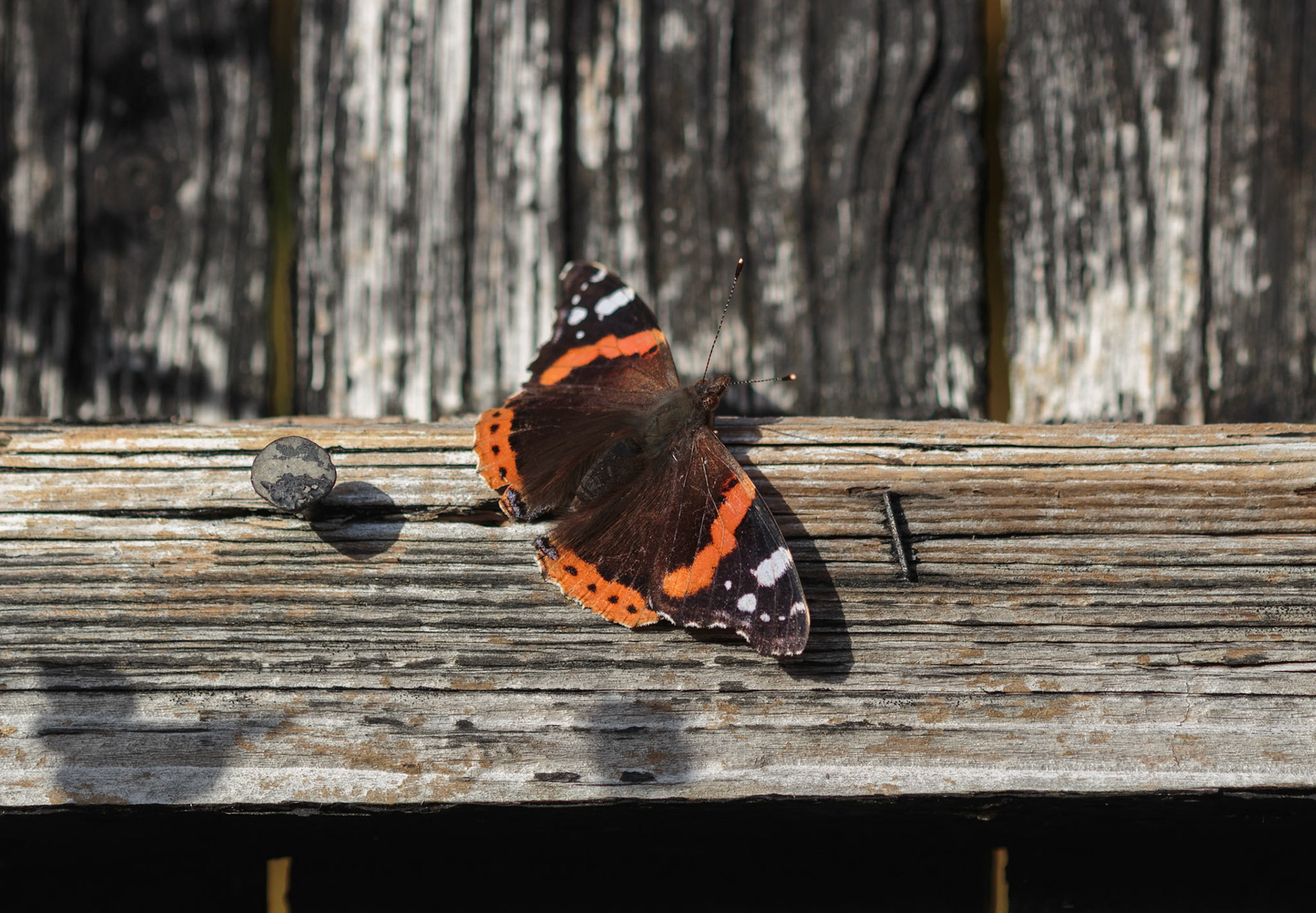 Admiral (Vanessa atalanta)