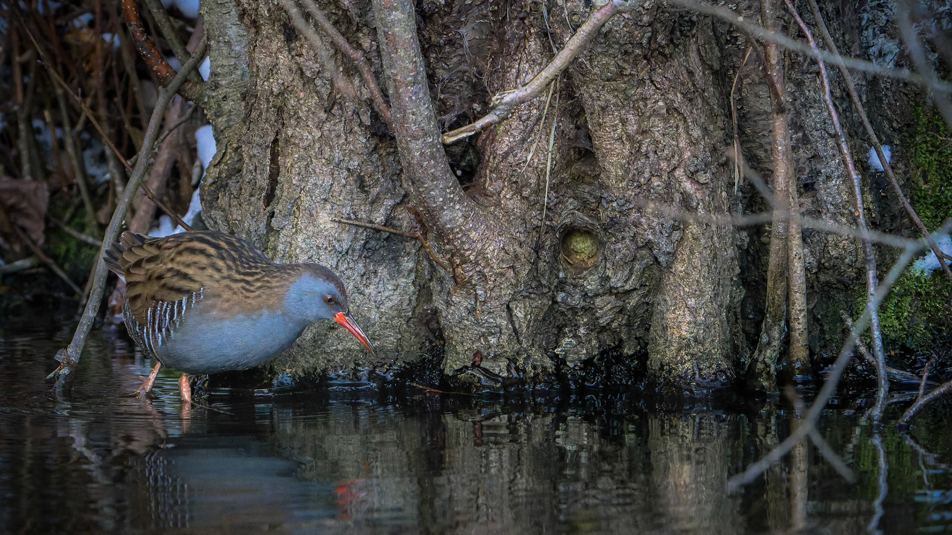 Vandrikse (Rallus aquaticus)