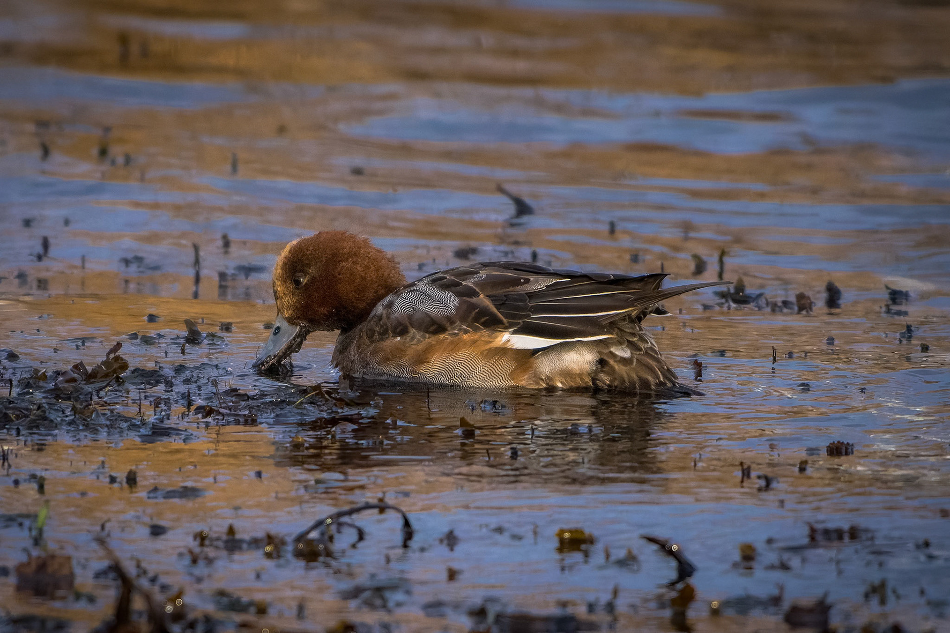 Pibeand (Mareca penelope)